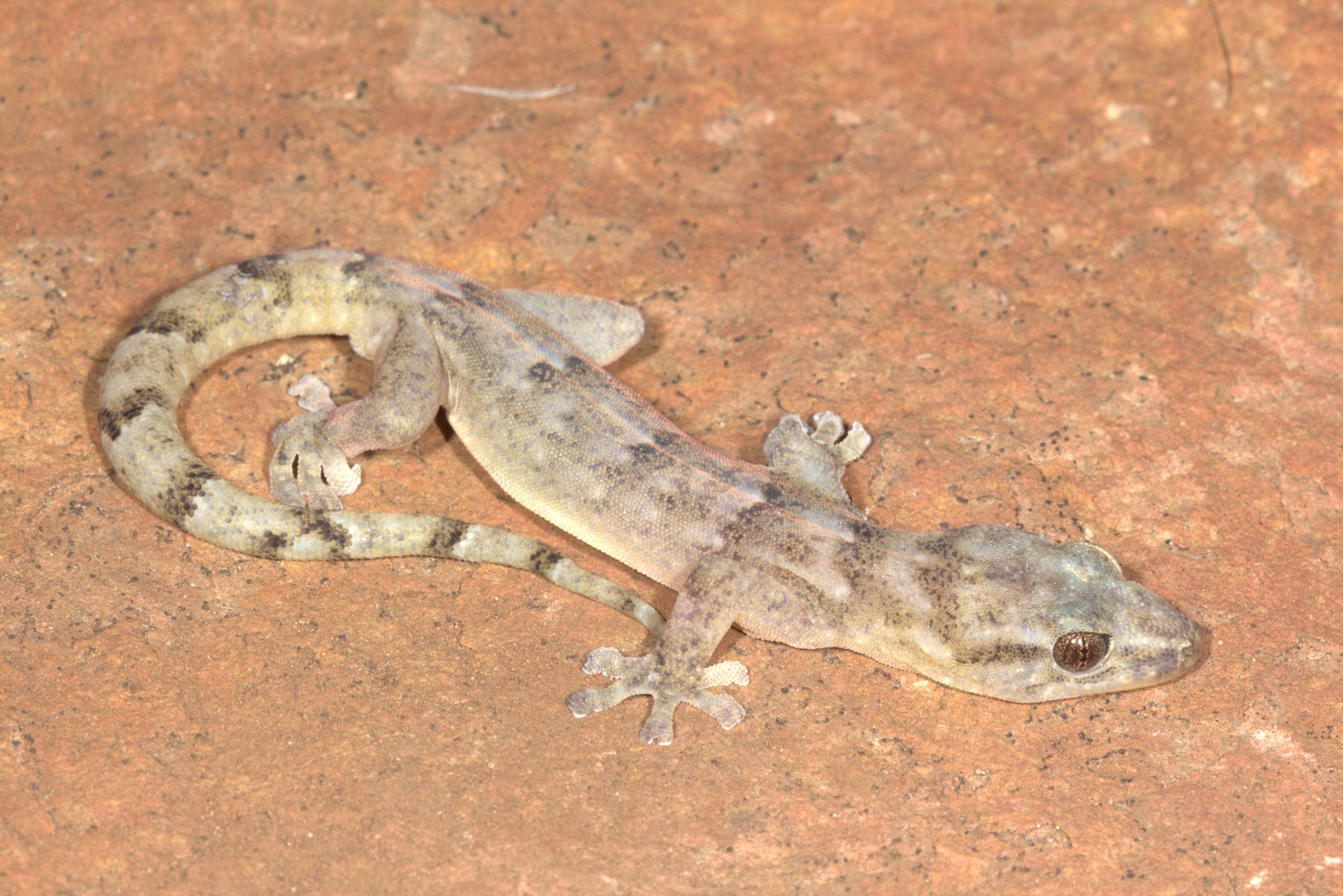 The Blyde Rondavel flat gecko had not been seen since 1991