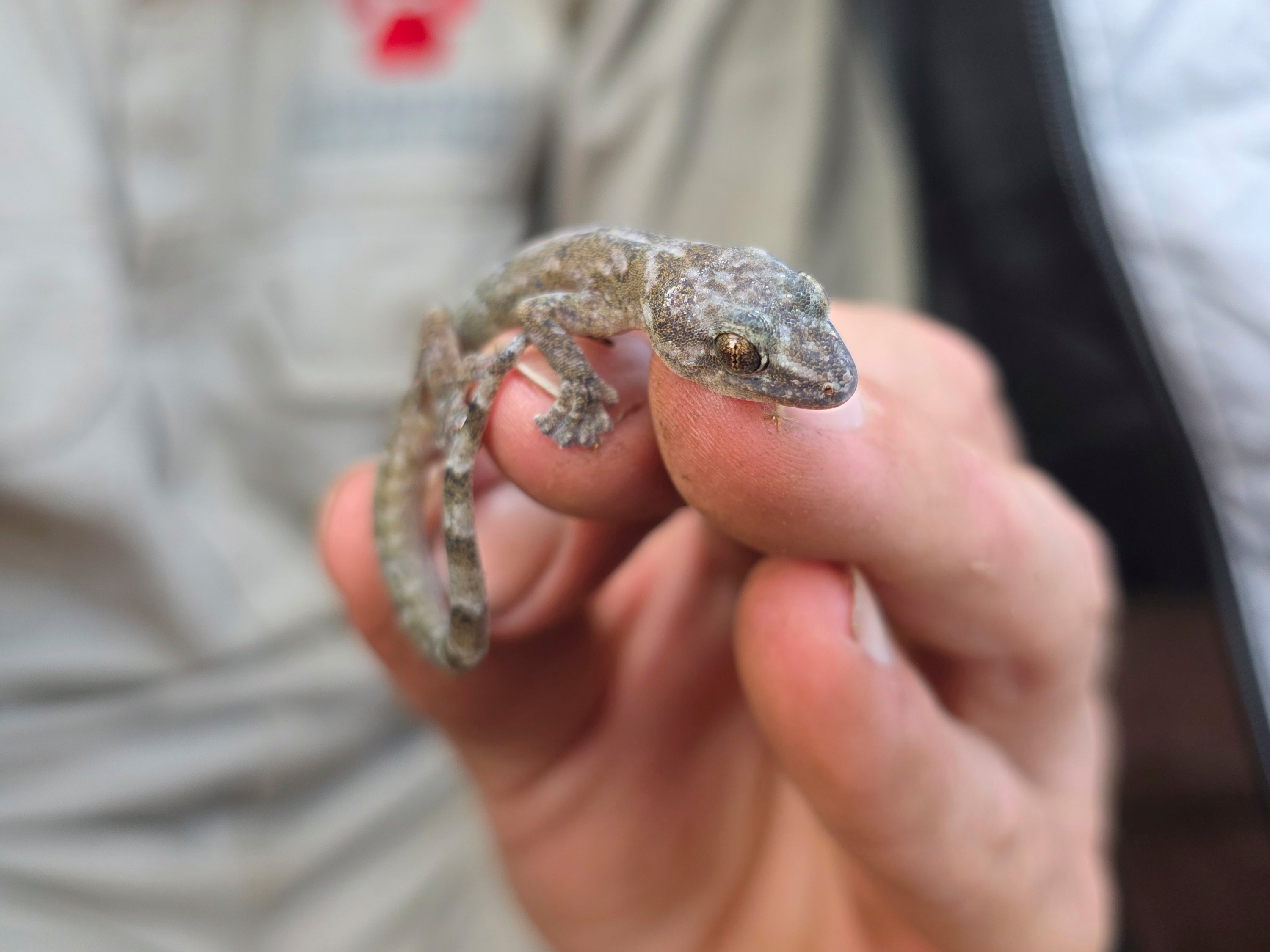 A Blyde Rondavel flat gecko