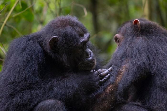Social grooming between two chimpanzees in the Budongo Forest, Uganda