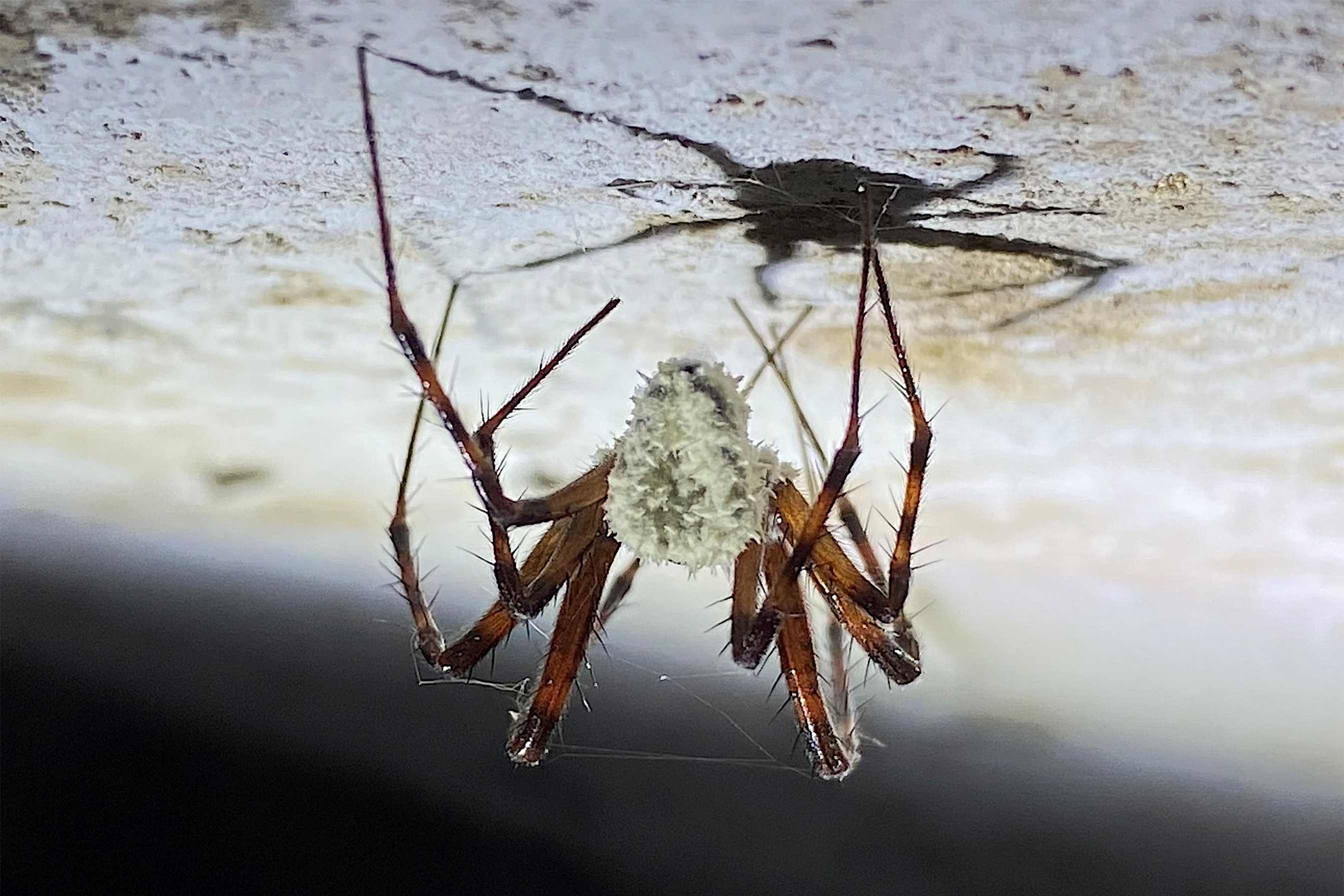 Homeowners from around the world are finding so-called “zombie spiders” that have been infected with the fungus gibellula attenboroughii