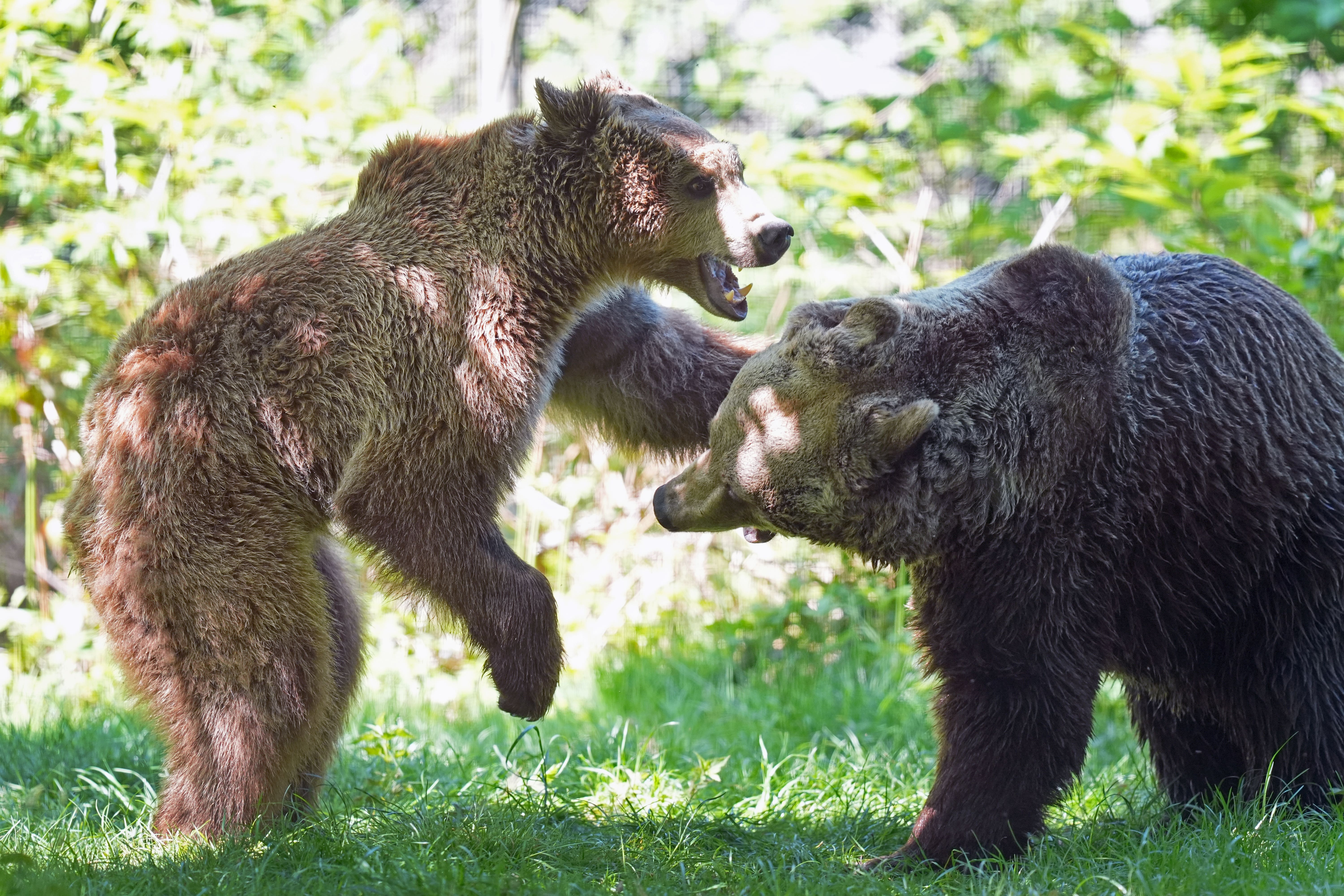 Boki the Bear playfighting with fellow brown bear Scruff (Gareth Fuller/PA)
