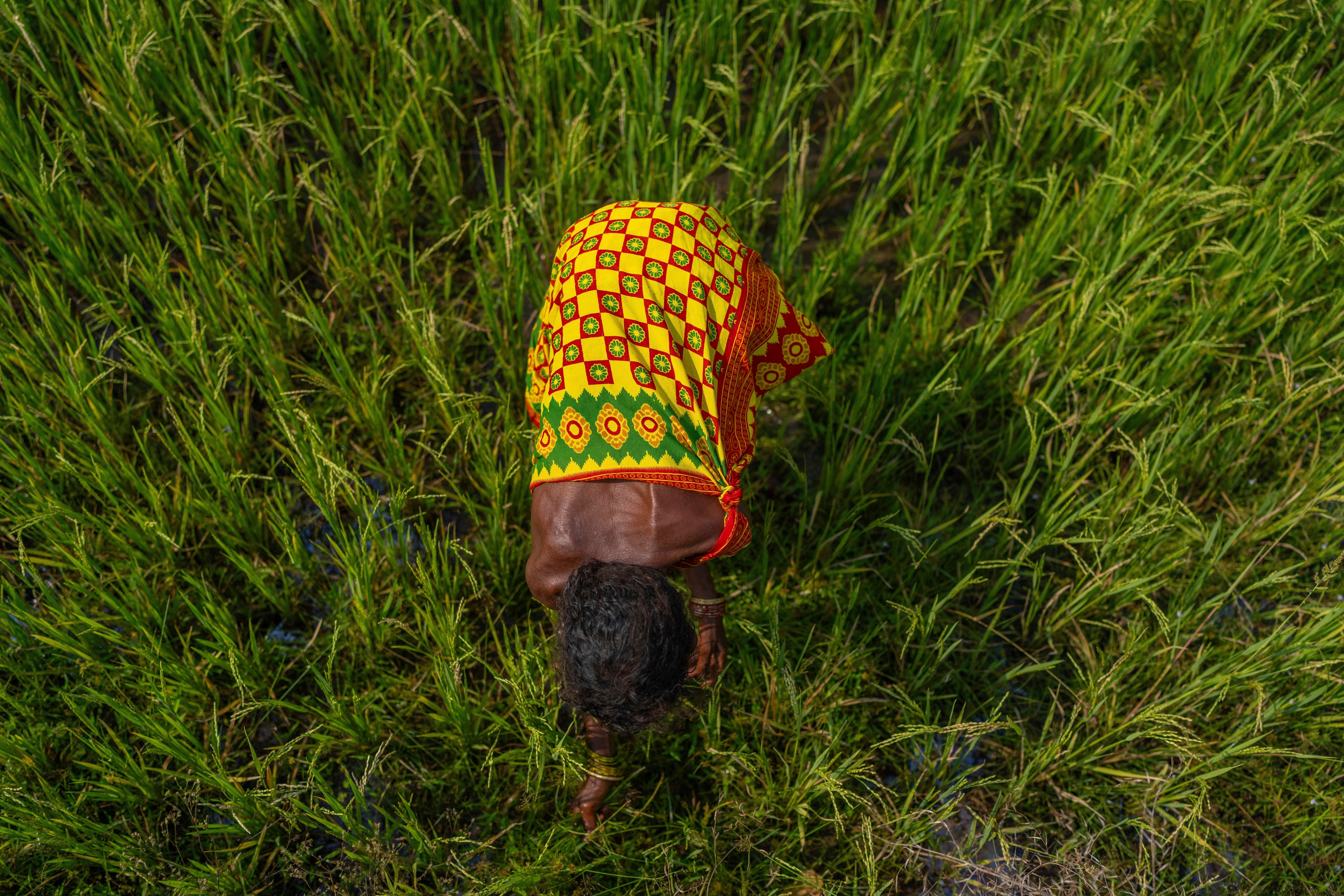 India Indigenous Women Farmers