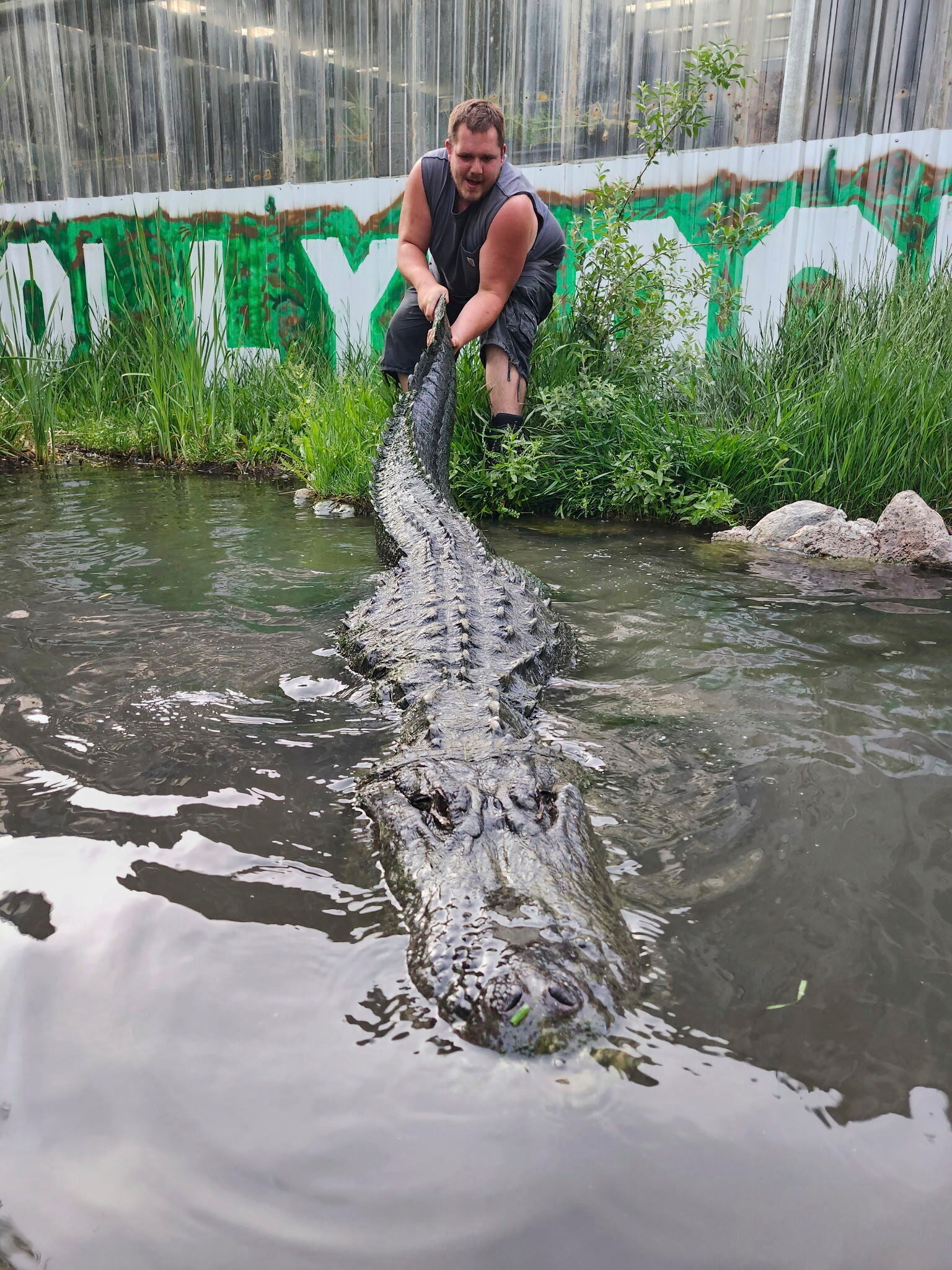 Matt Jordan, employee at Colorado Gators, pulls the tail of Morris the alligator, an alligator that appeared in numerous TV shows and films over three decades, most notably the 1996 Adam Sandler comedy