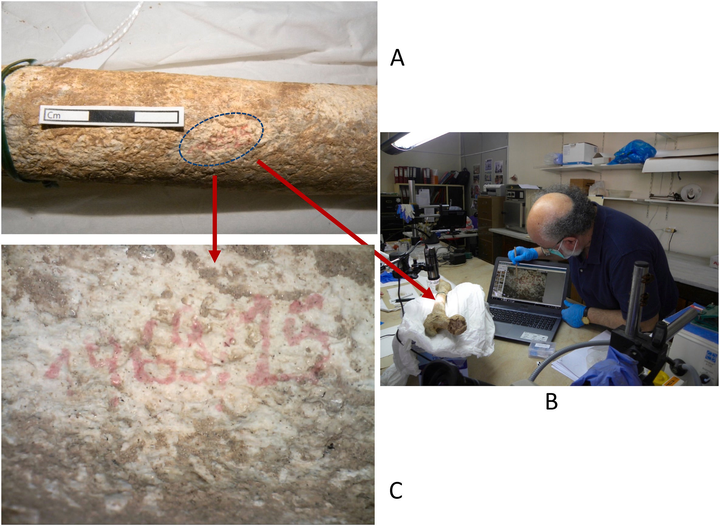 The femur with the number in red located anteriorly about mid-diaphysis. B: examination under a digital microscope at the Archaeological Museum of Komotini. C: Image from the microscope showing clearly the number 1969/15 in red ink
