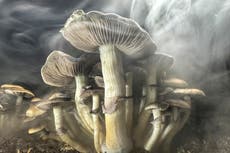 New clinical study shows promise in treating Parkinson’s with drug found in magic mushrooms