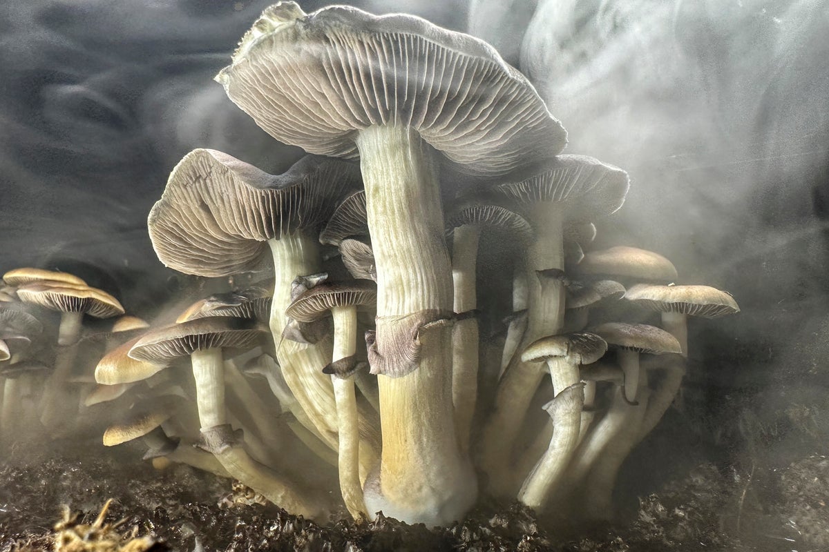 New Zealand approves use of ‘magic mushrooms’ to treat depression but only one psychiatrist is allowed to prescribe it