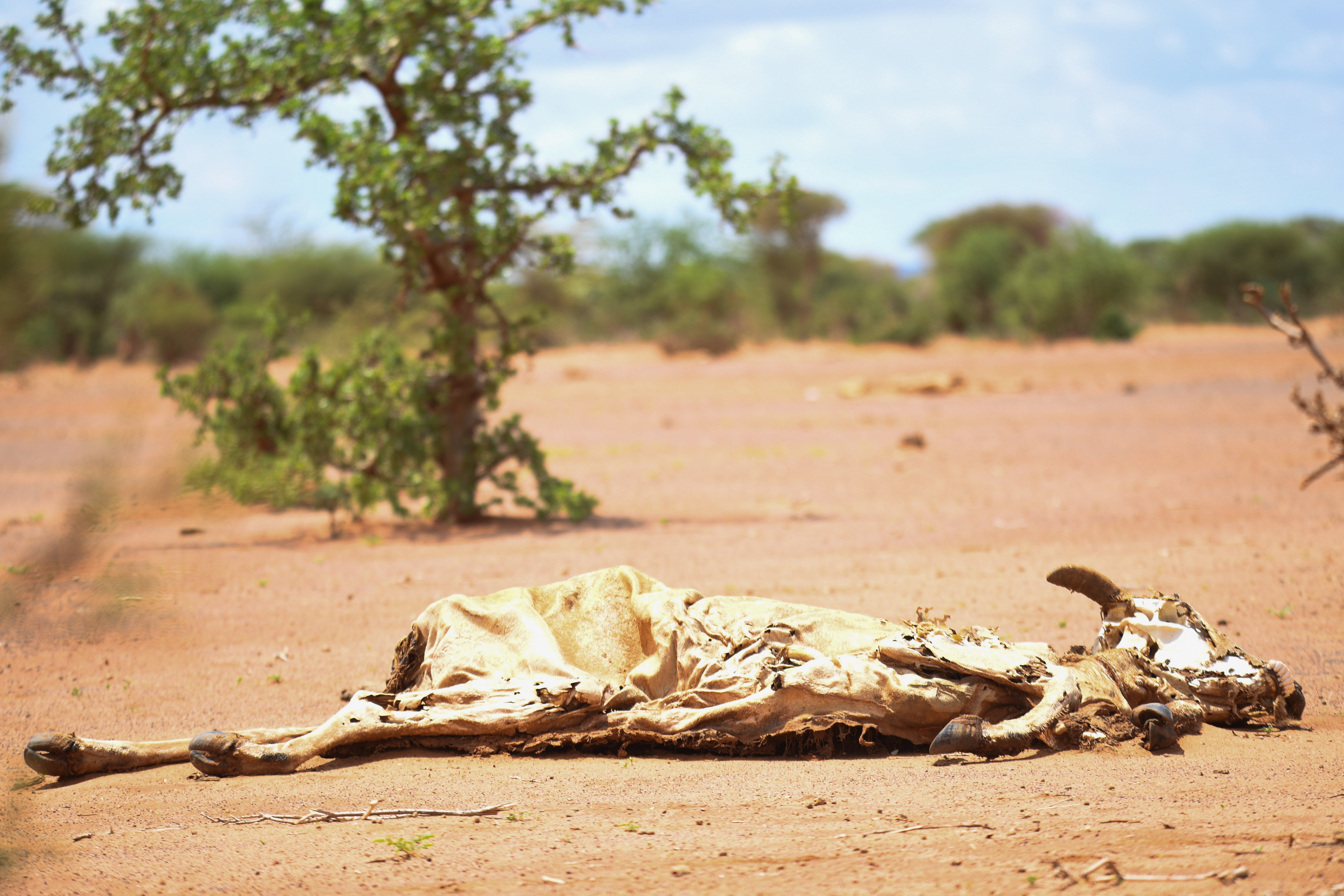 Drought in Dolo-do, Somali Region of Ethiopia, following the five failed consecutive rain seasons of 2020-23