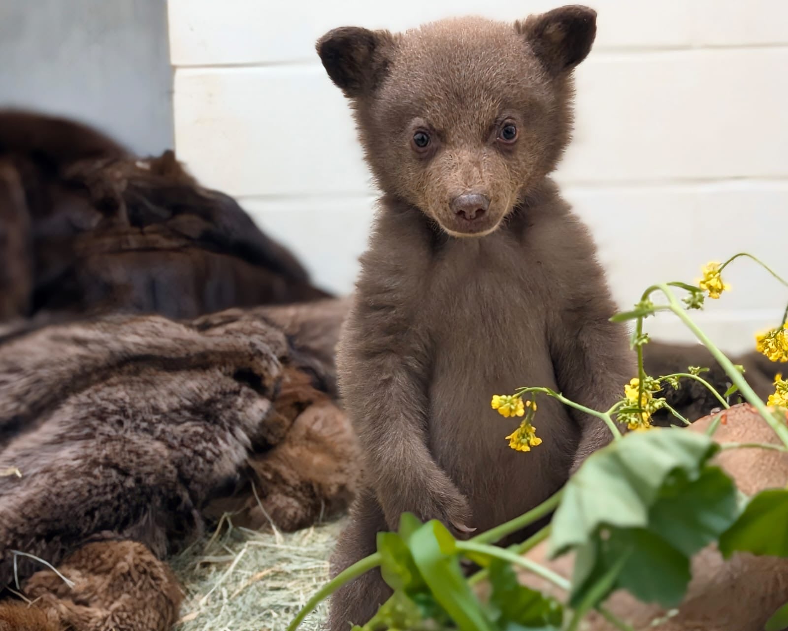 The black bear cub is seen on his hind legs. At two months old, he is the youngest the San Diego Humane Society has helped.
