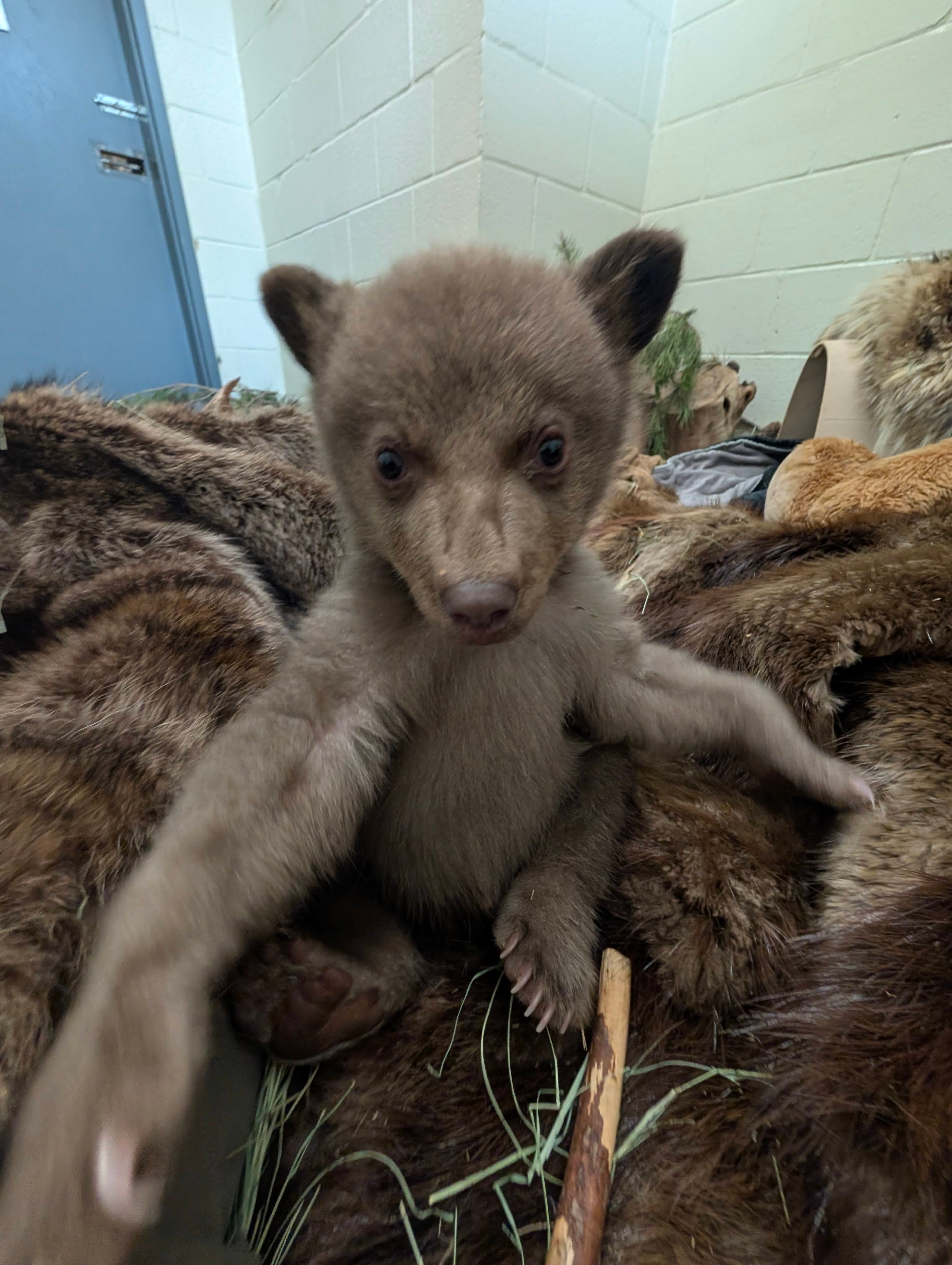 It’s difficult to know how many bear cubs are abandoned in the U.S. each year. In California, officials report that mothers are sometimes hit by cars