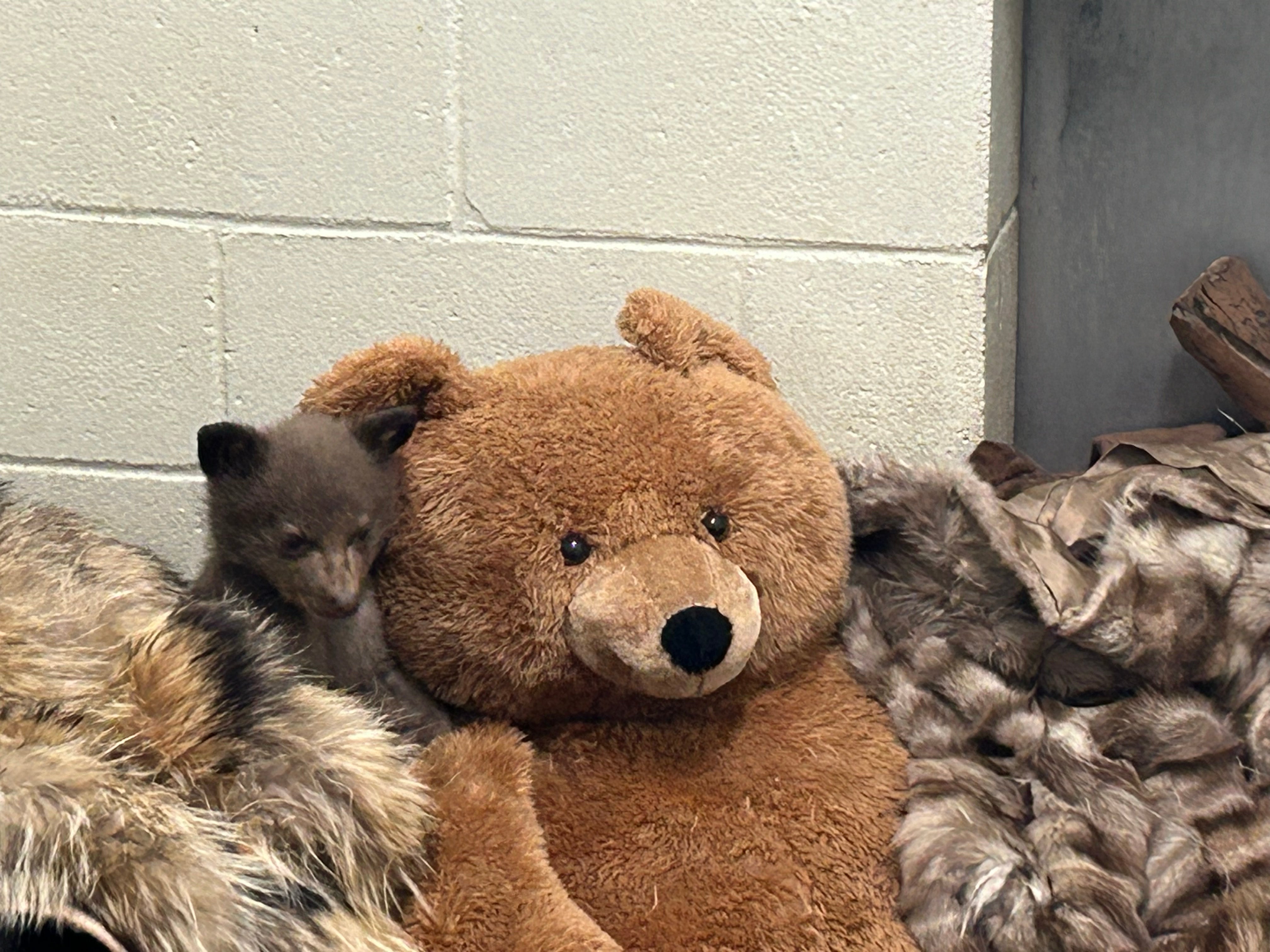The bear cub sits next a much larger – and stuffed – bear. If another cub comes into human care, they may try to pair the two