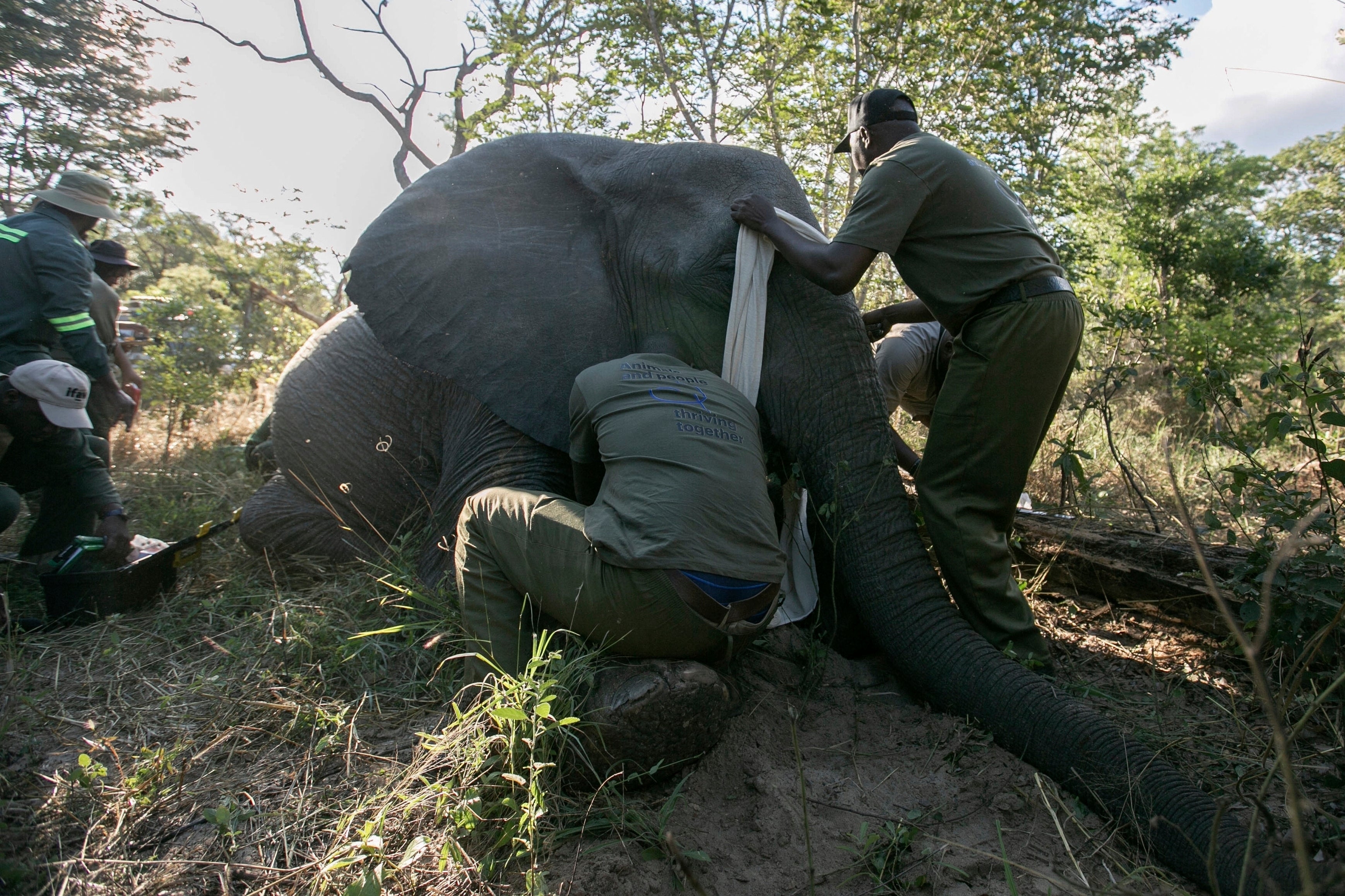 Zimbabwe Parks and Wildlife Management Authority and the International Fund for Animal Welfare officers collar an elephant in the Hwange National Park, Zimbabwe, Tuesday, April 29, 2025. (AP Photo/Aaron Ufumeli)