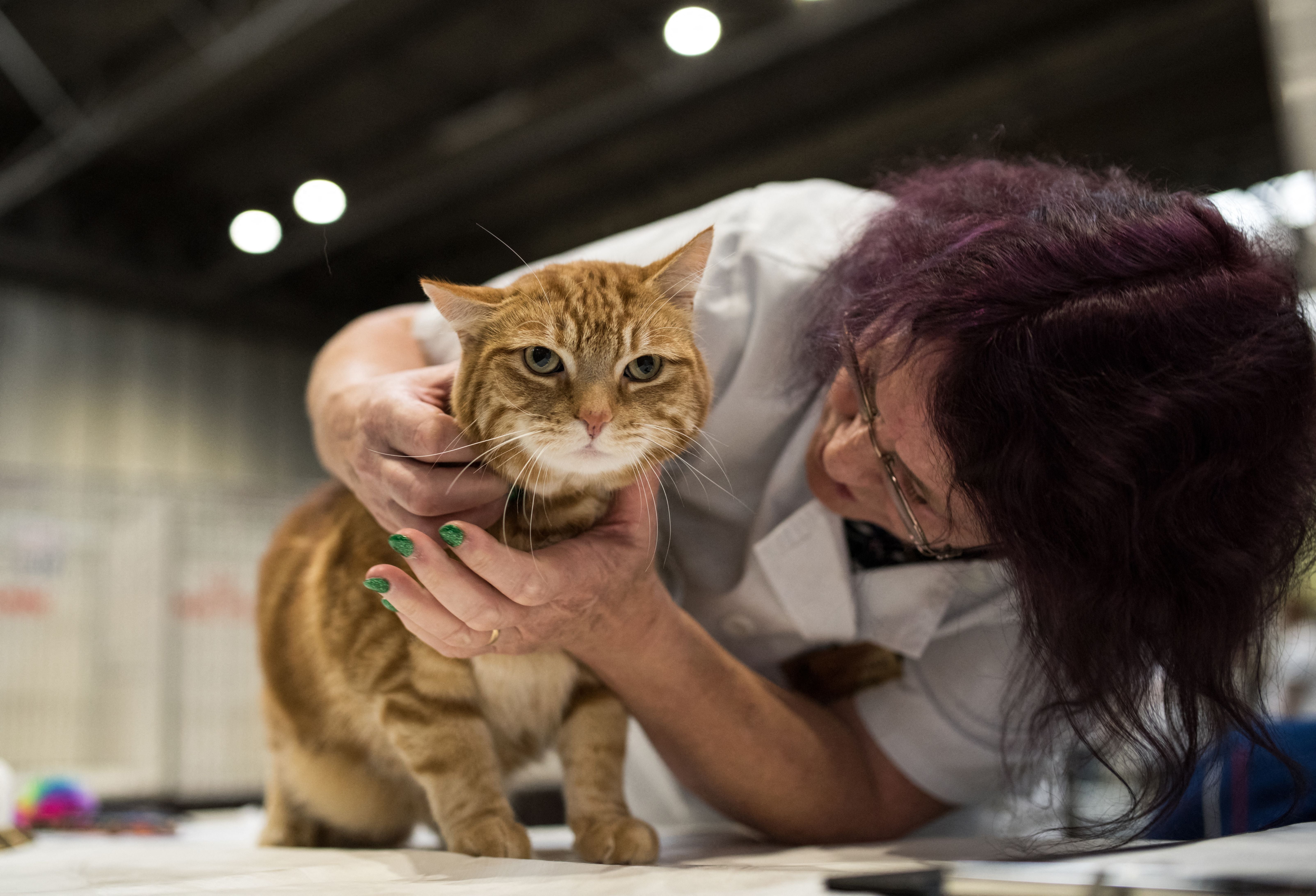 A Ginger Tabby & White Non-pedigree cat is judged at the 42nd 'Supreme Cat Show'
