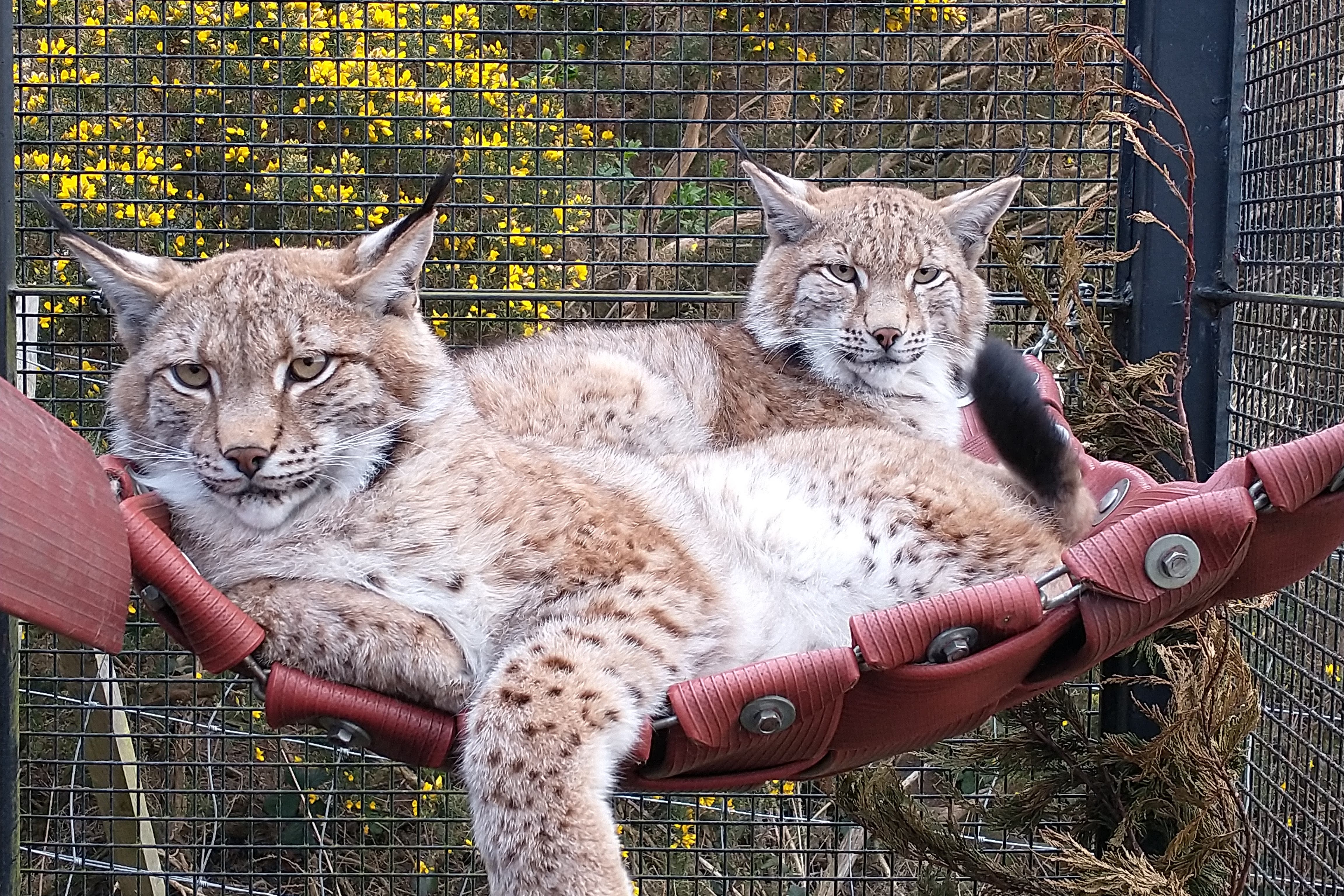 Three lynx which were abandoned in the Cairngorms National Park in January have arrived at their new home
