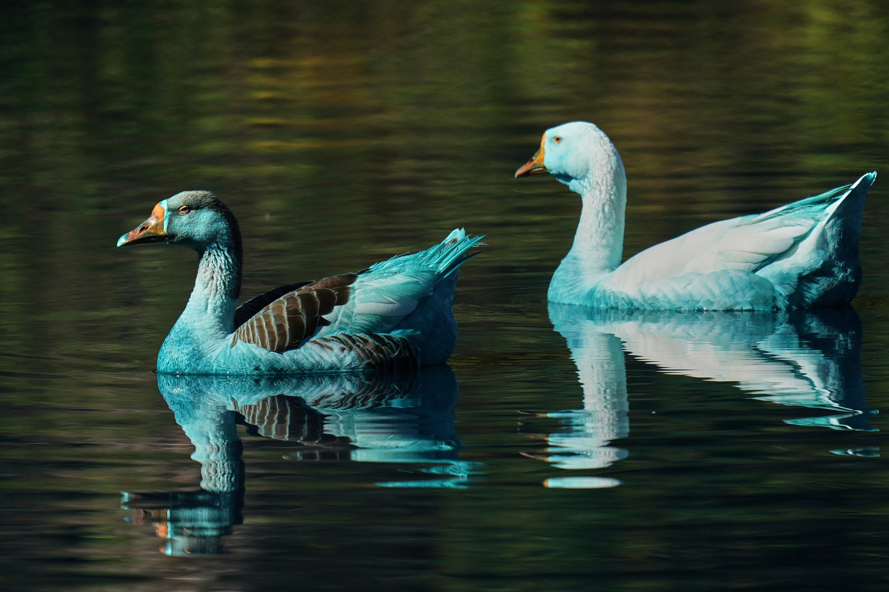 APTOPIX Brazil Blue Stream