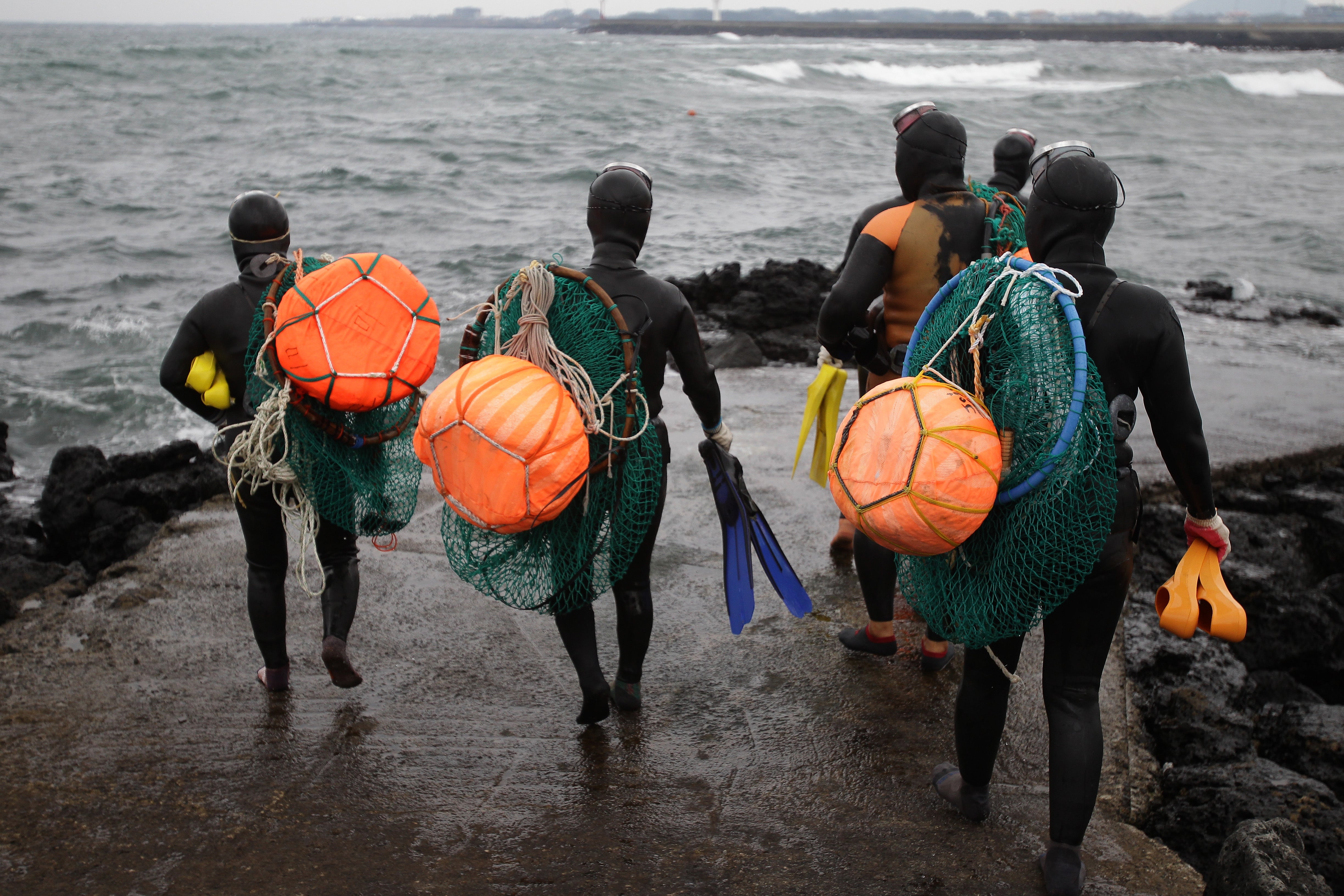Haenyeo divers enter the water to catch turban shells and abalones