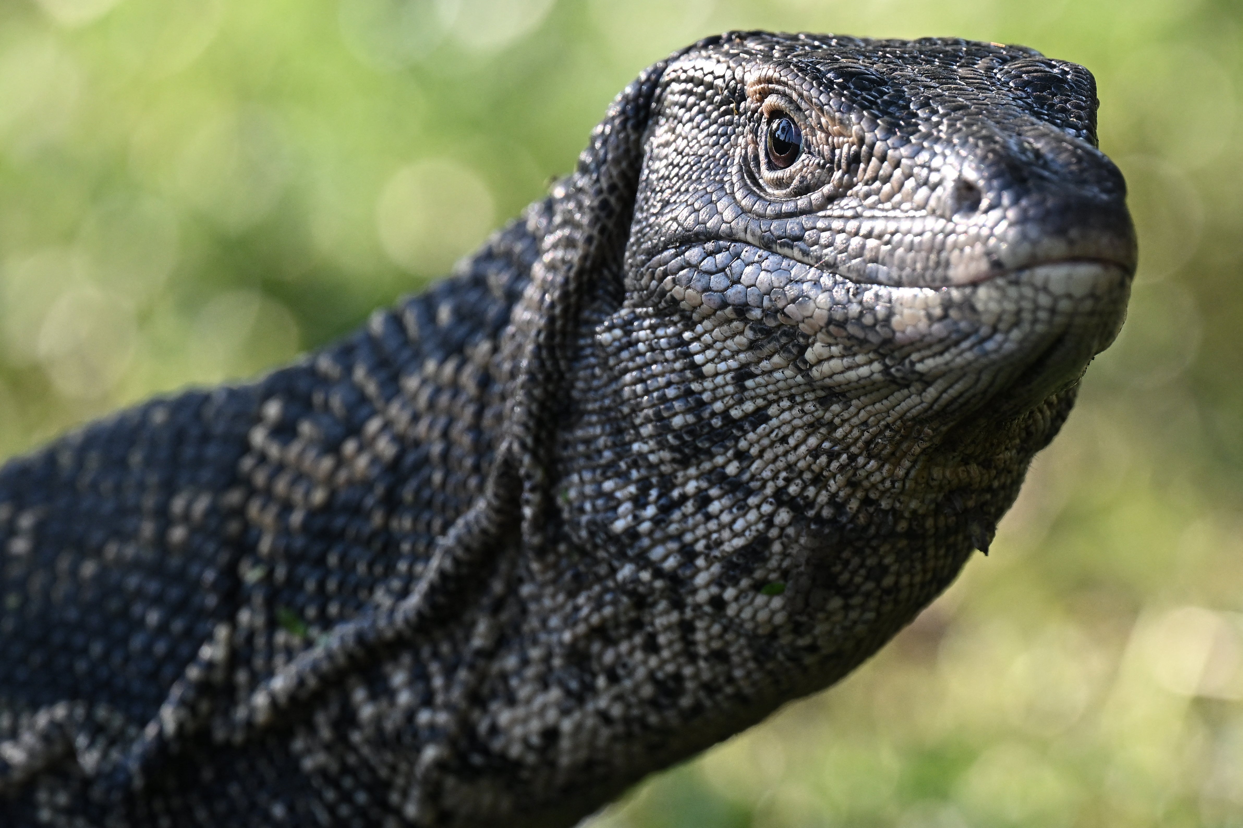 File. Monitor lizard in a public park in Bangkok
