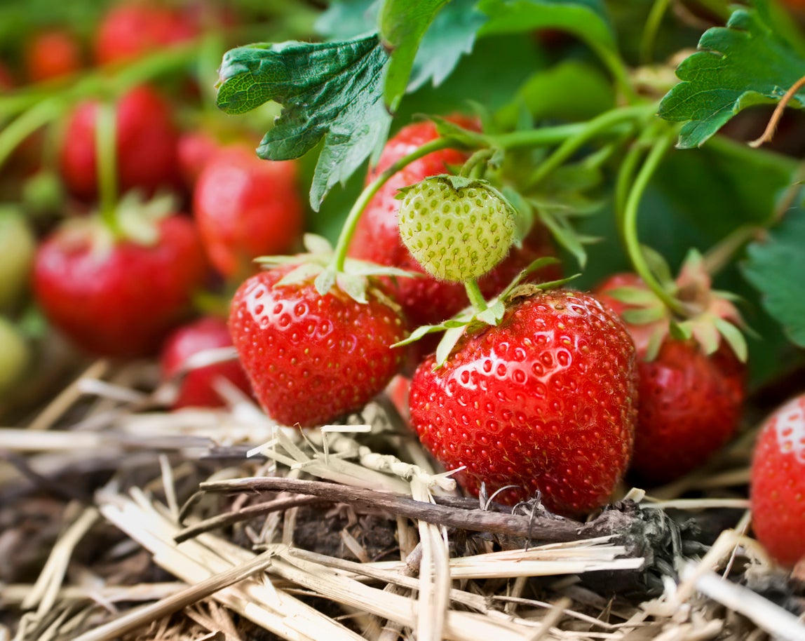 This year's strawberries are sweeter than usual, growers have said