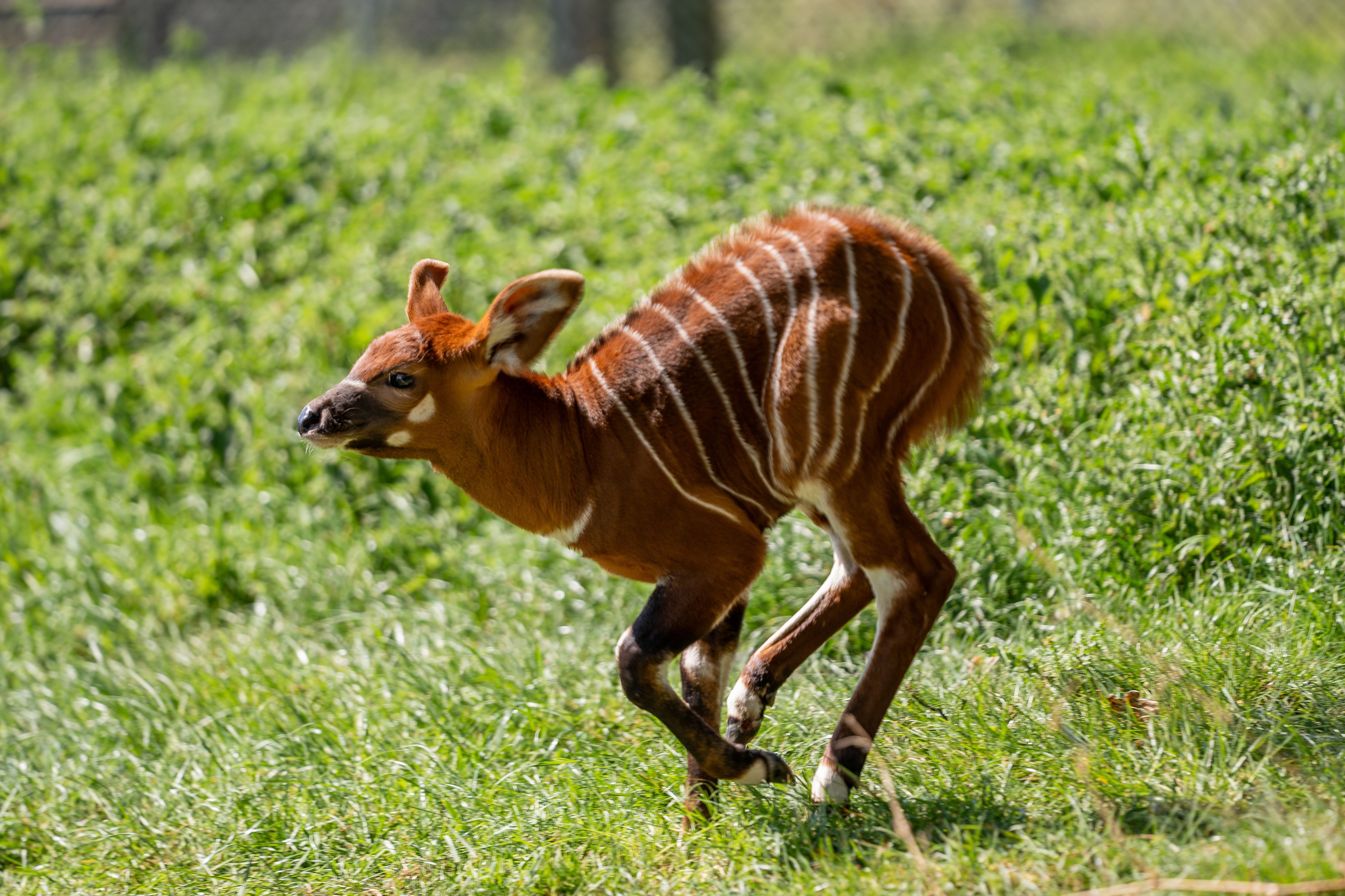 An eastern mountain bongo calf has been born at Woburn Safari Park (Laura Ross/Woburn Safari Park/PA)