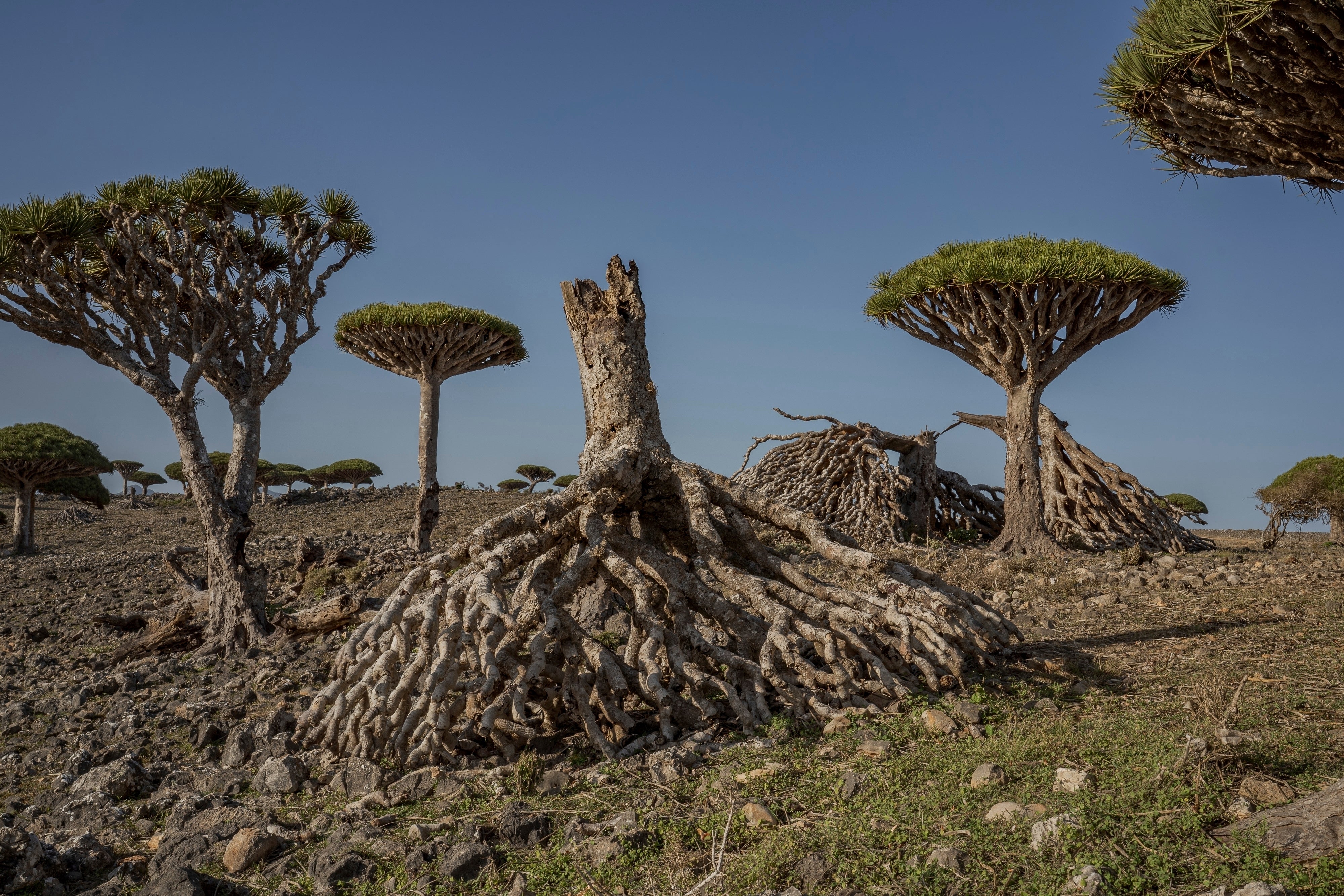 Toppled dragon's blood trees are strewn on the ground on the Yemeni island of Socotra on Sept. 18, 2024. (AP Photo/Annika Hammerschlag)