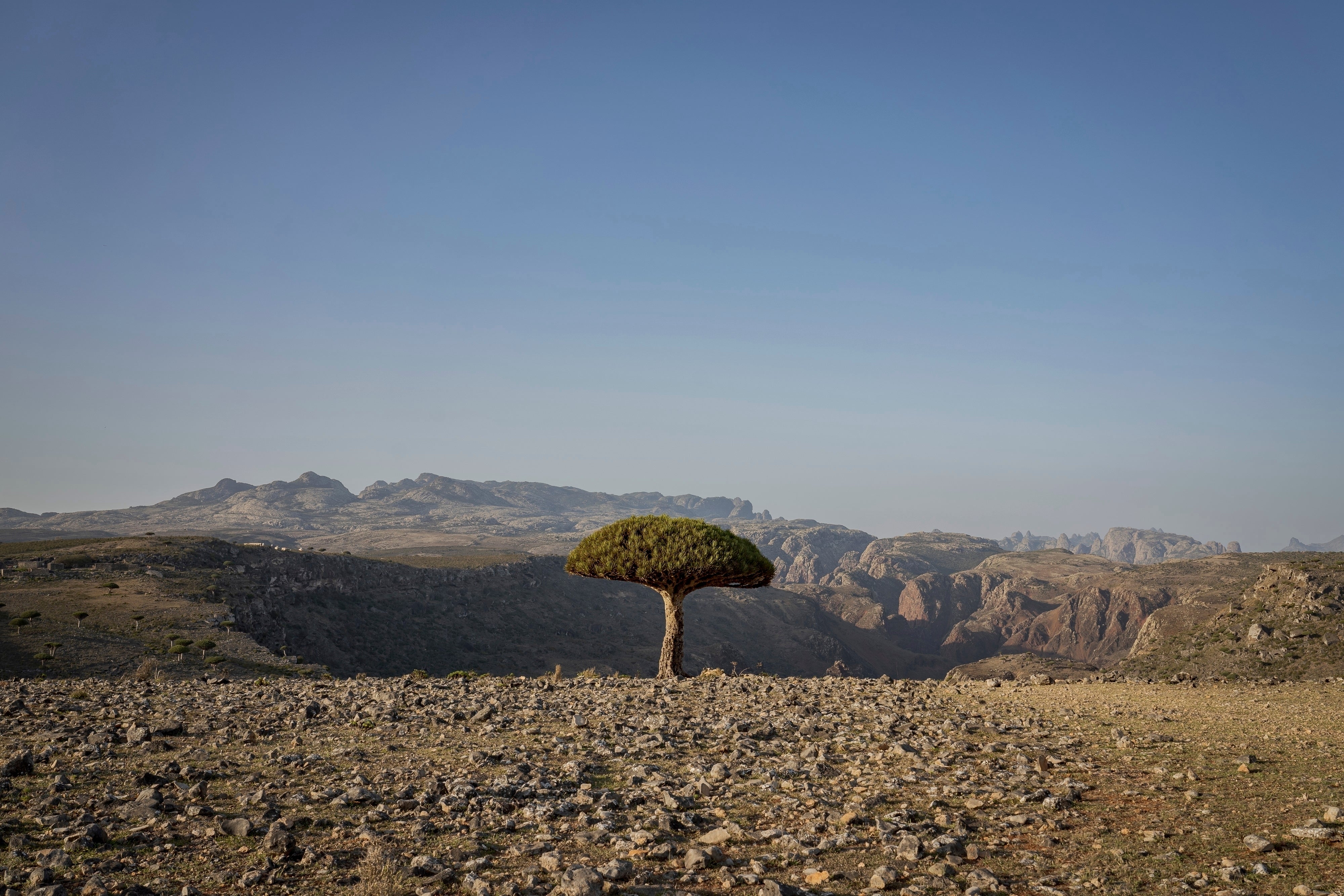 Climate Yemen Dragons Blood Trees