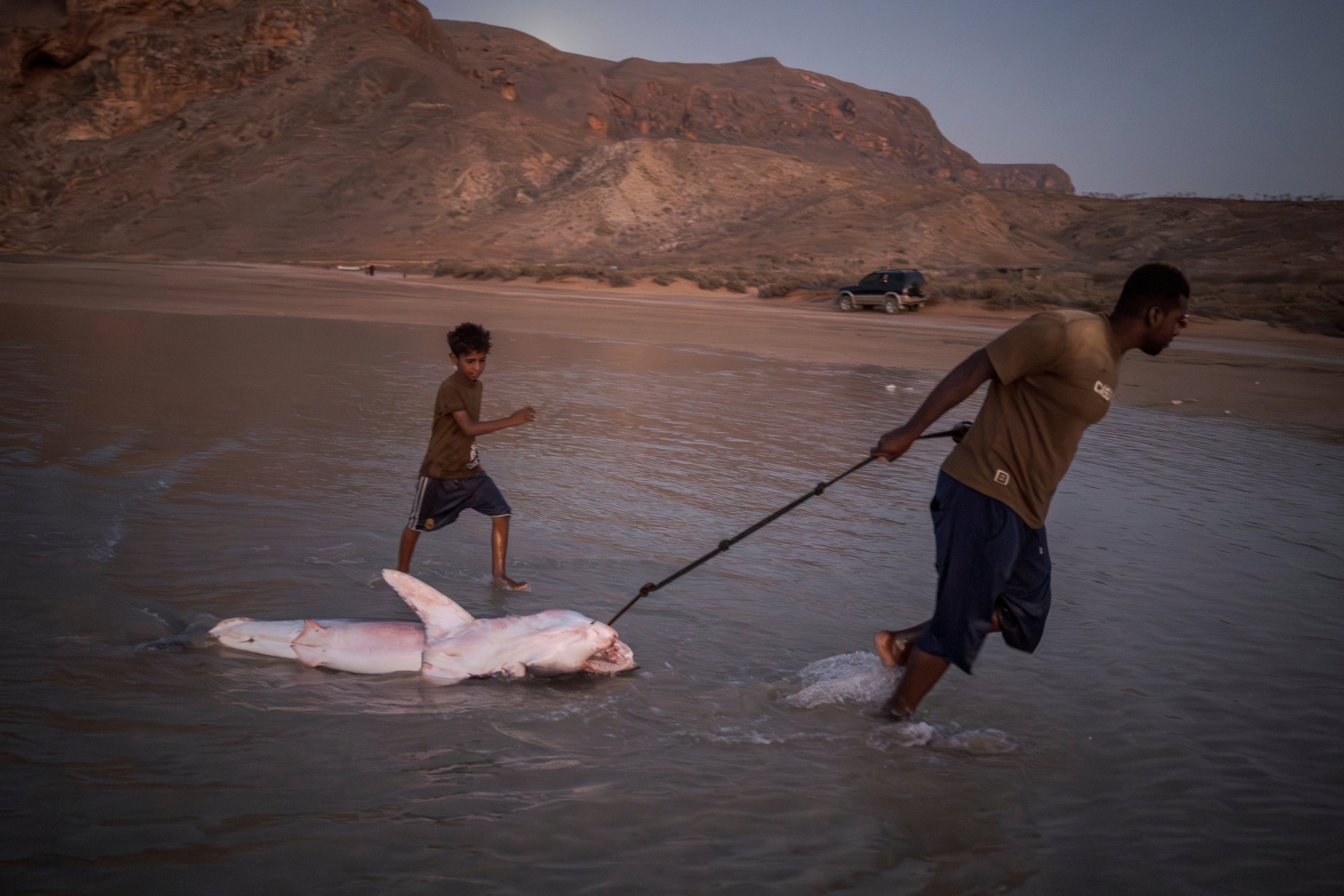 A fisherman drags a shark to shore on the Yemeni island of Socotra on Sept. 17, 2024. (AP Photo/Annika Hammerschlag)