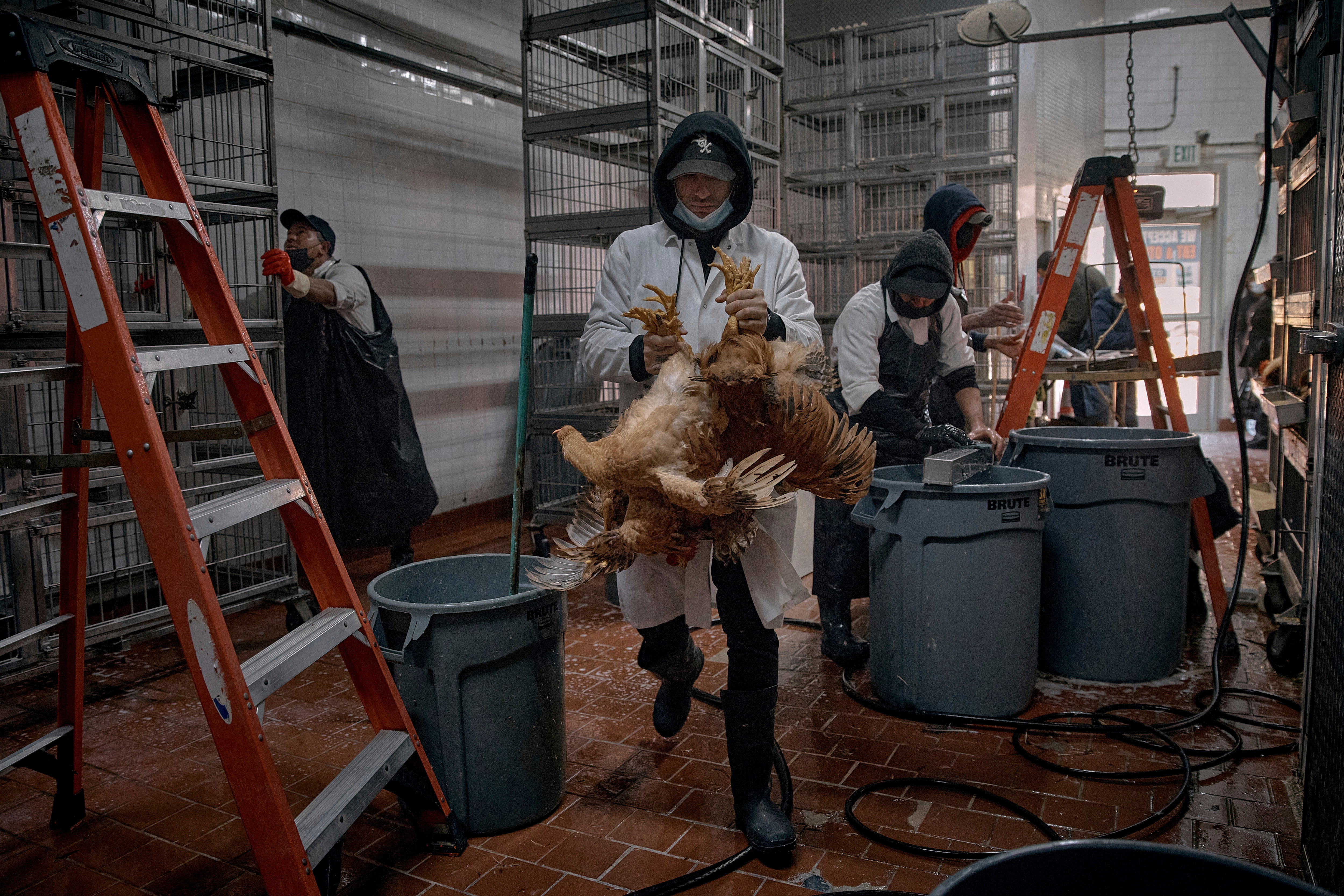Employees clean parts of the cages and take the last chickens to be slaughtered inside a poultry store, Friday, Feb. 7, 2025, in New York. (AP Photo/Andres Kudacki, file)