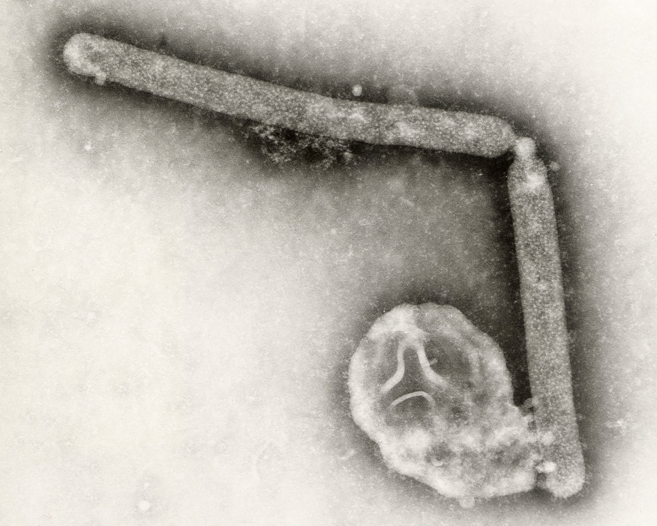 Two Influenza A (H5N1) virions, a type of bird flu virus