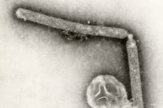 Mystery over sudden drop in bird flu cases across the US