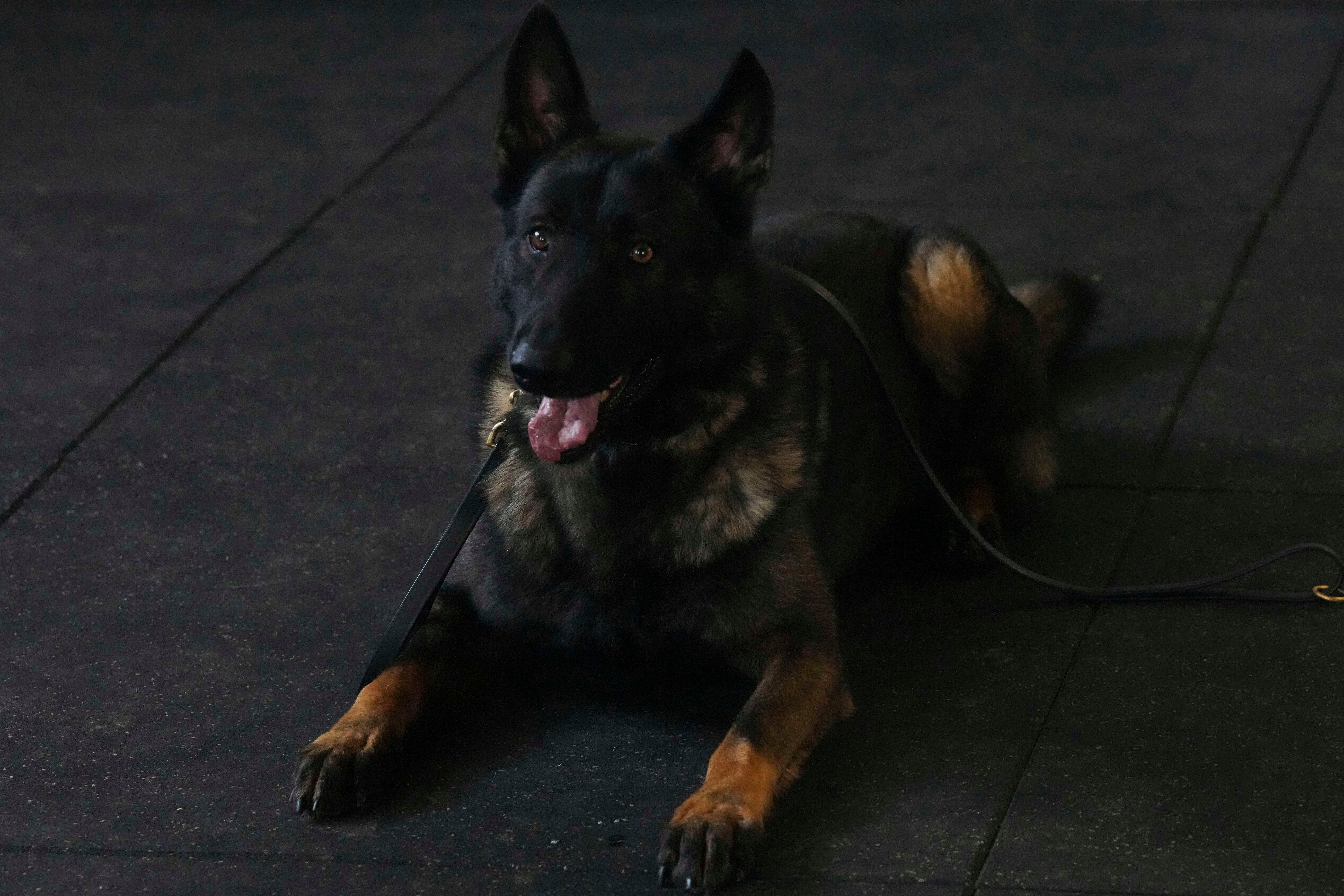 Britain Protection Dogs