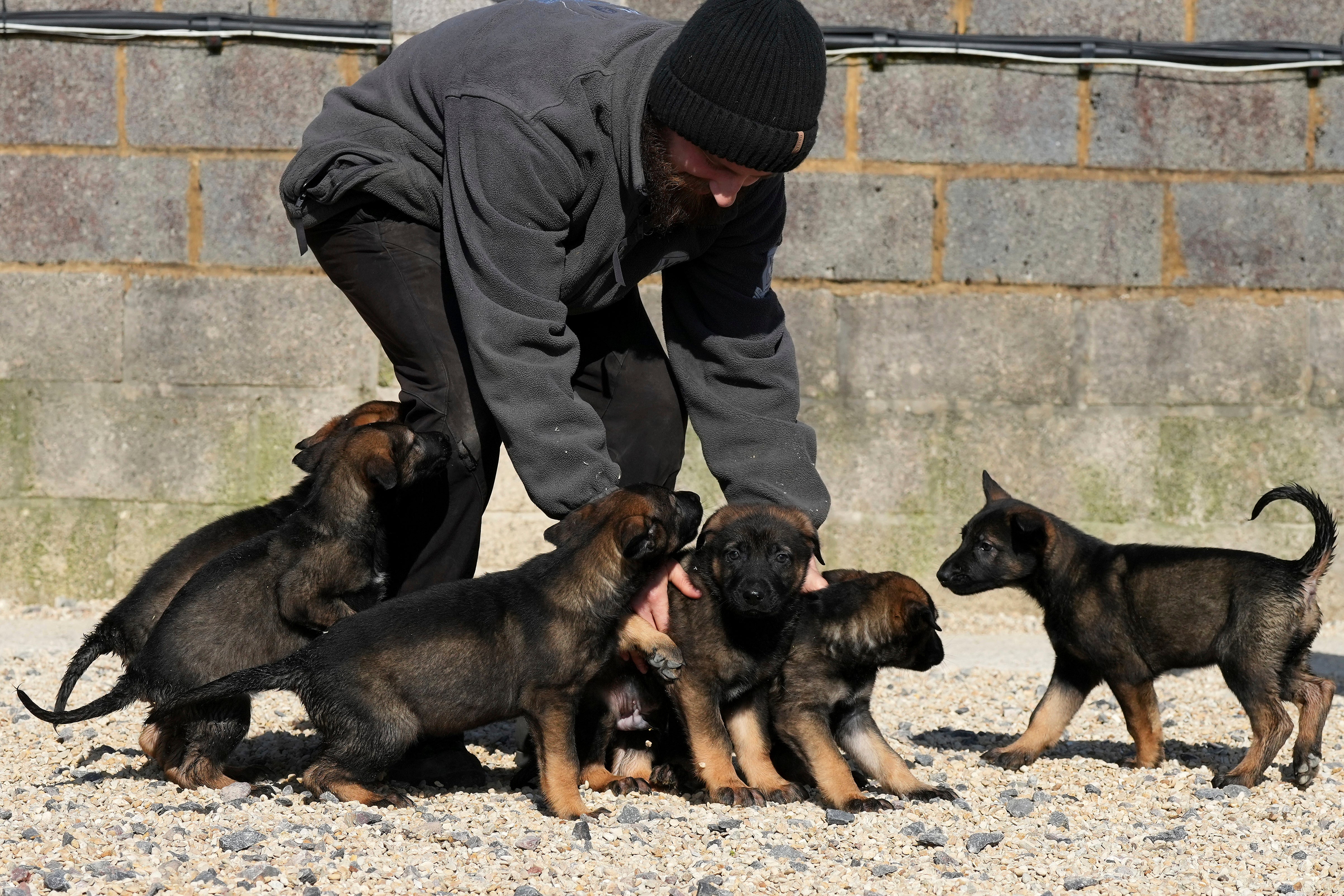 Britain Protection Dogs