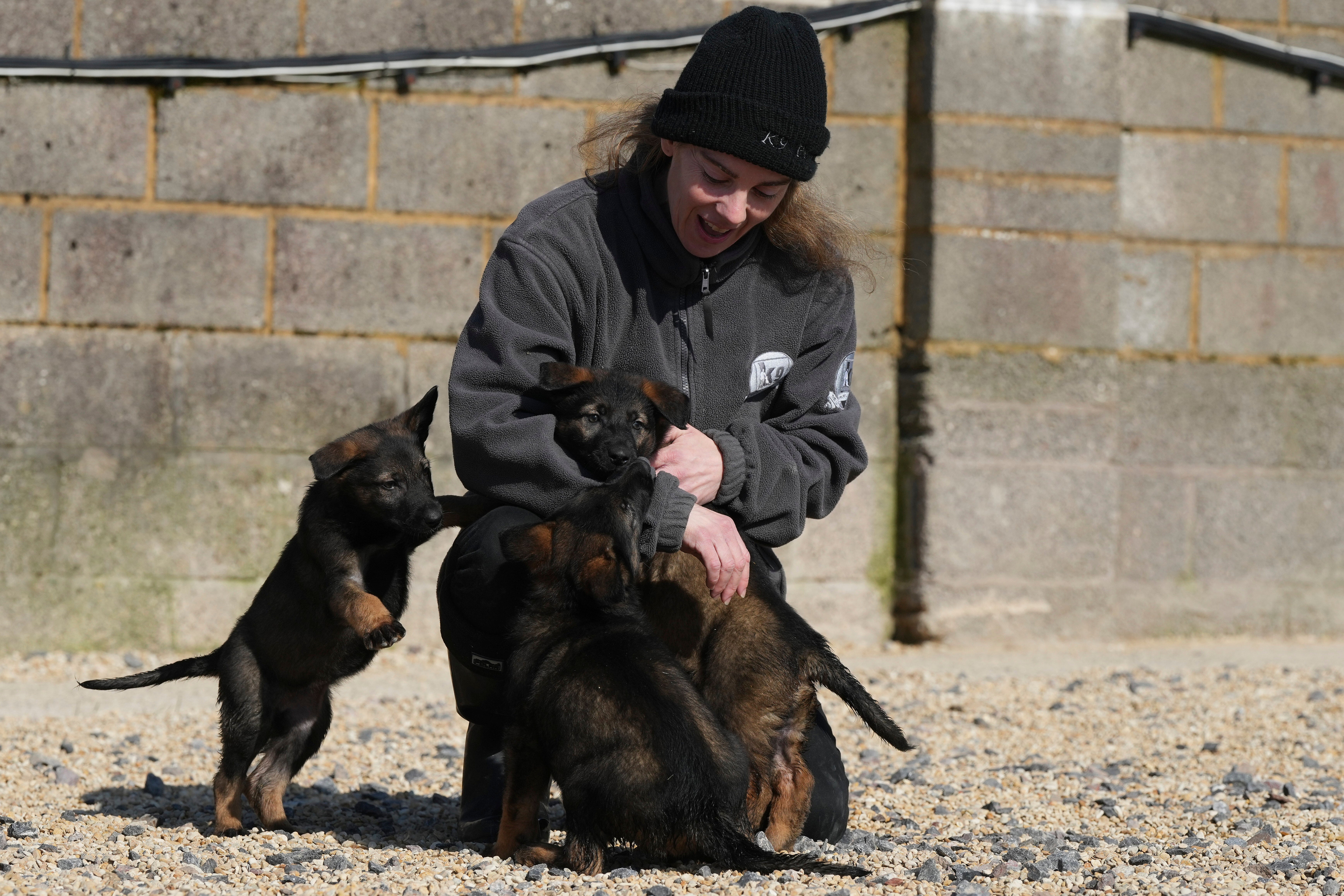 Britain Protection Dogs