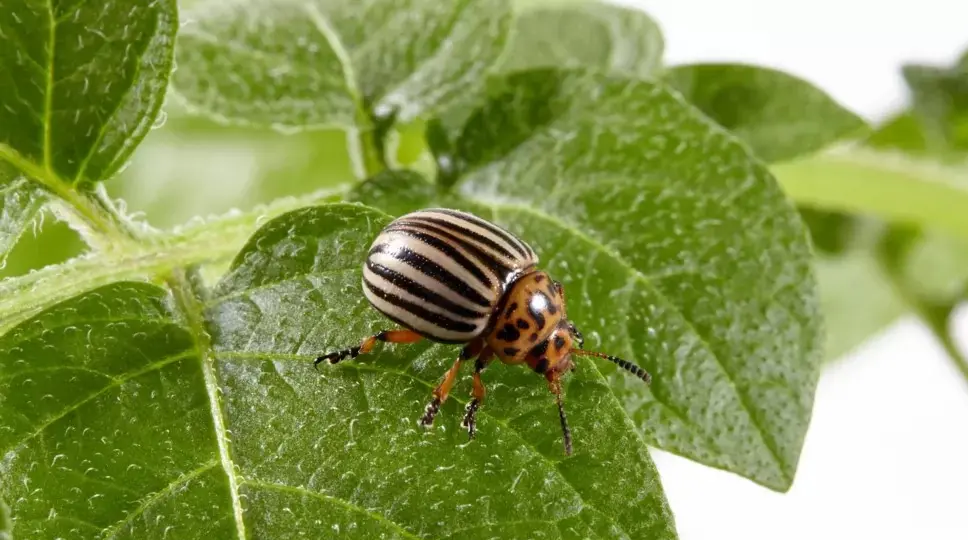 Those who spot a Colorado Beetle are urged to catch it in a container if possible and contact the Animal and Plant Health Agency (APHA) with a photo and location details