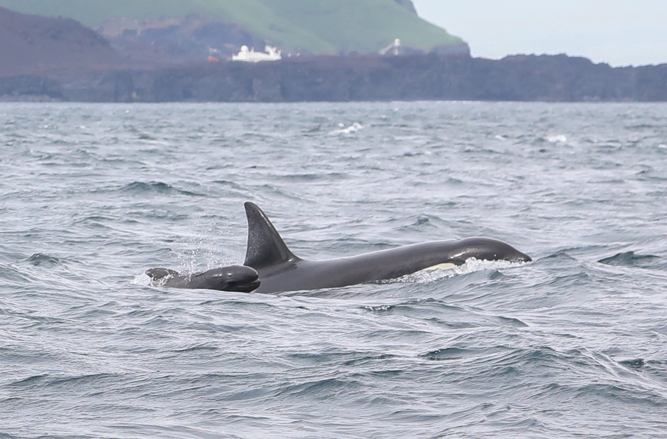 A neonate long-finned pilot whale surfaces in echelon position next to a killer whale
