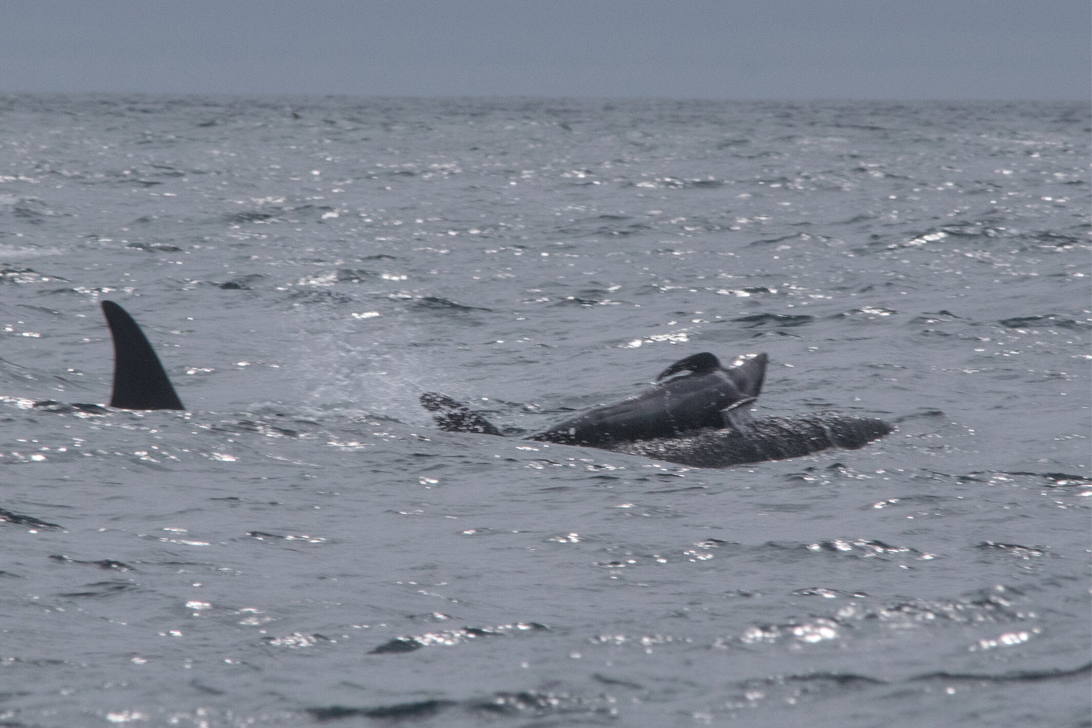 A baby pilot whale is lifted out of the water on the back of an unidentified killer whale