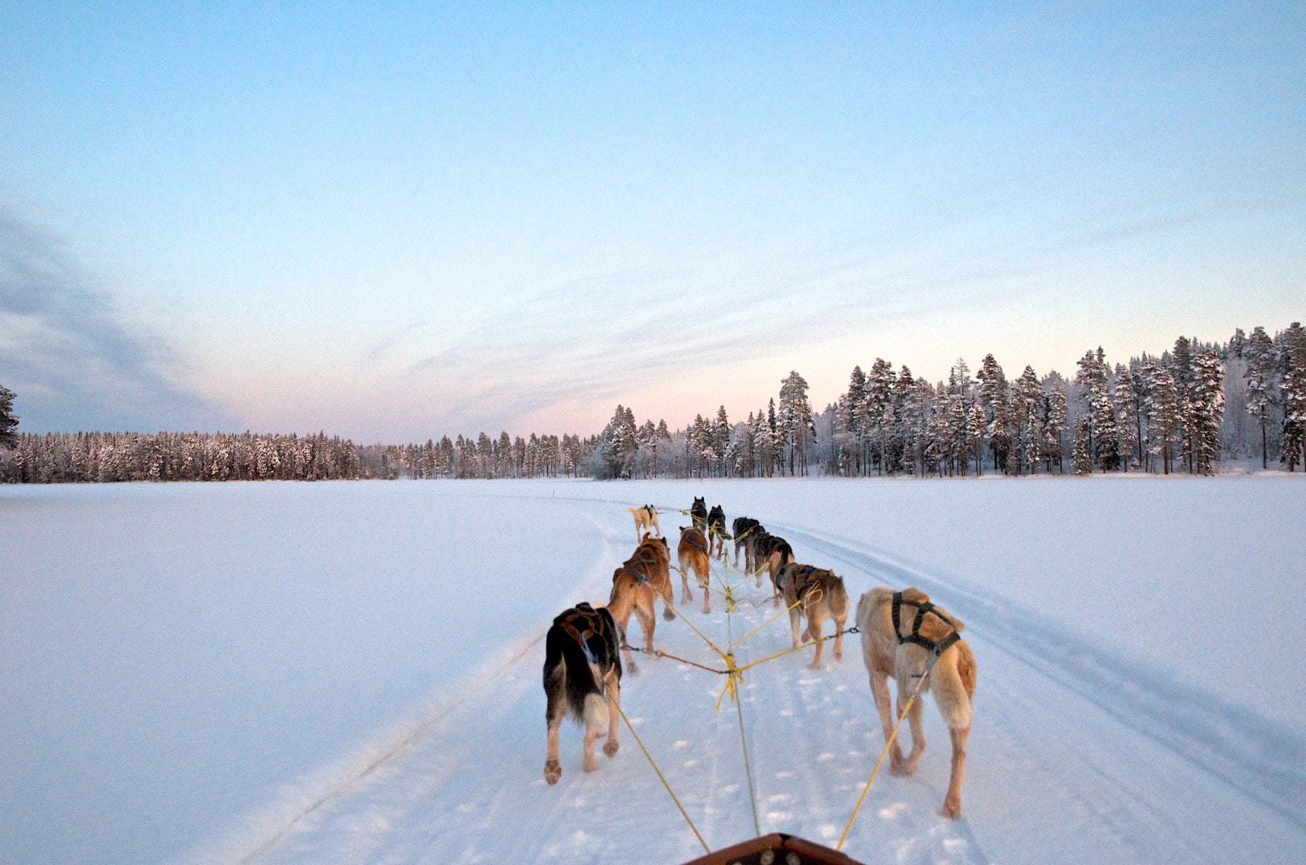 Writer Harriet Mallinson went Husky sledding in Swedish Lapland