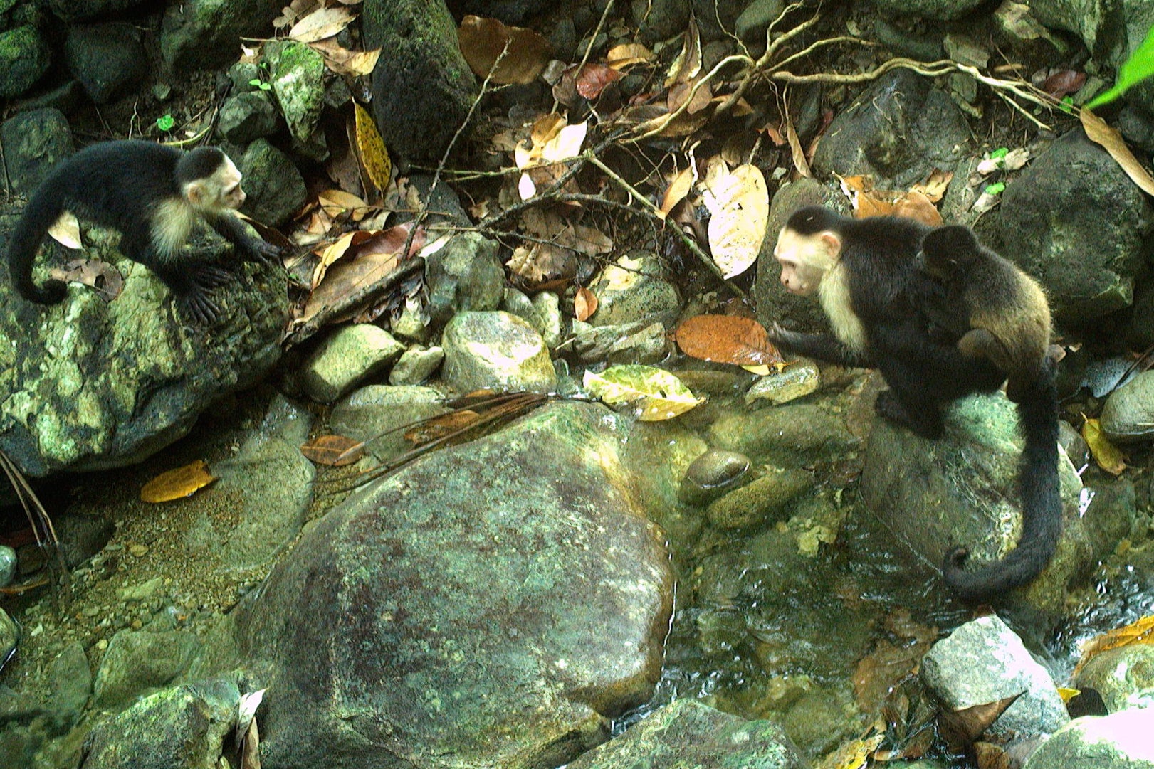 Monkeys Kidnapping Monkeys