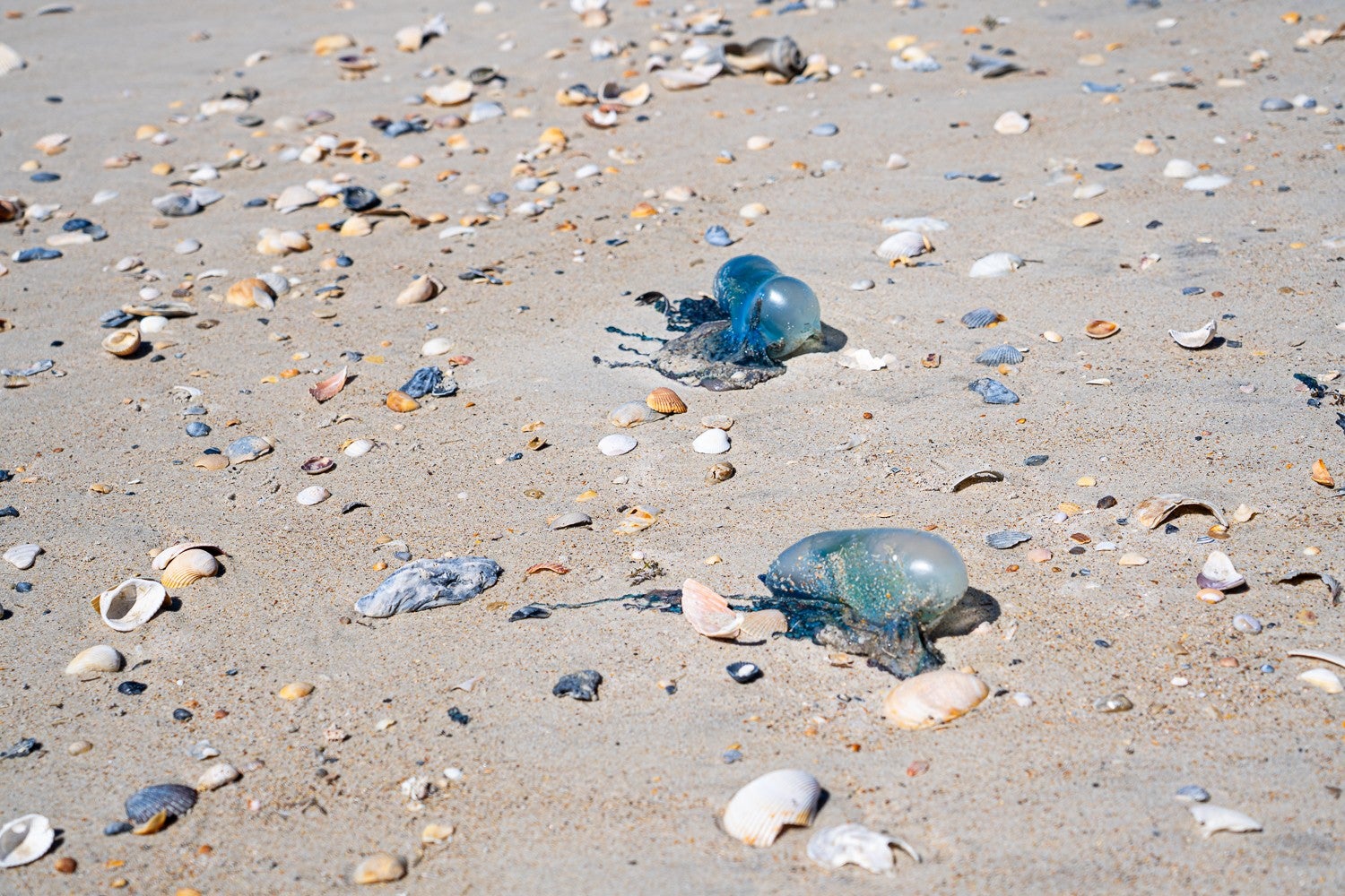 A Portuguese man-of-war washed up on a beach in North Carolina