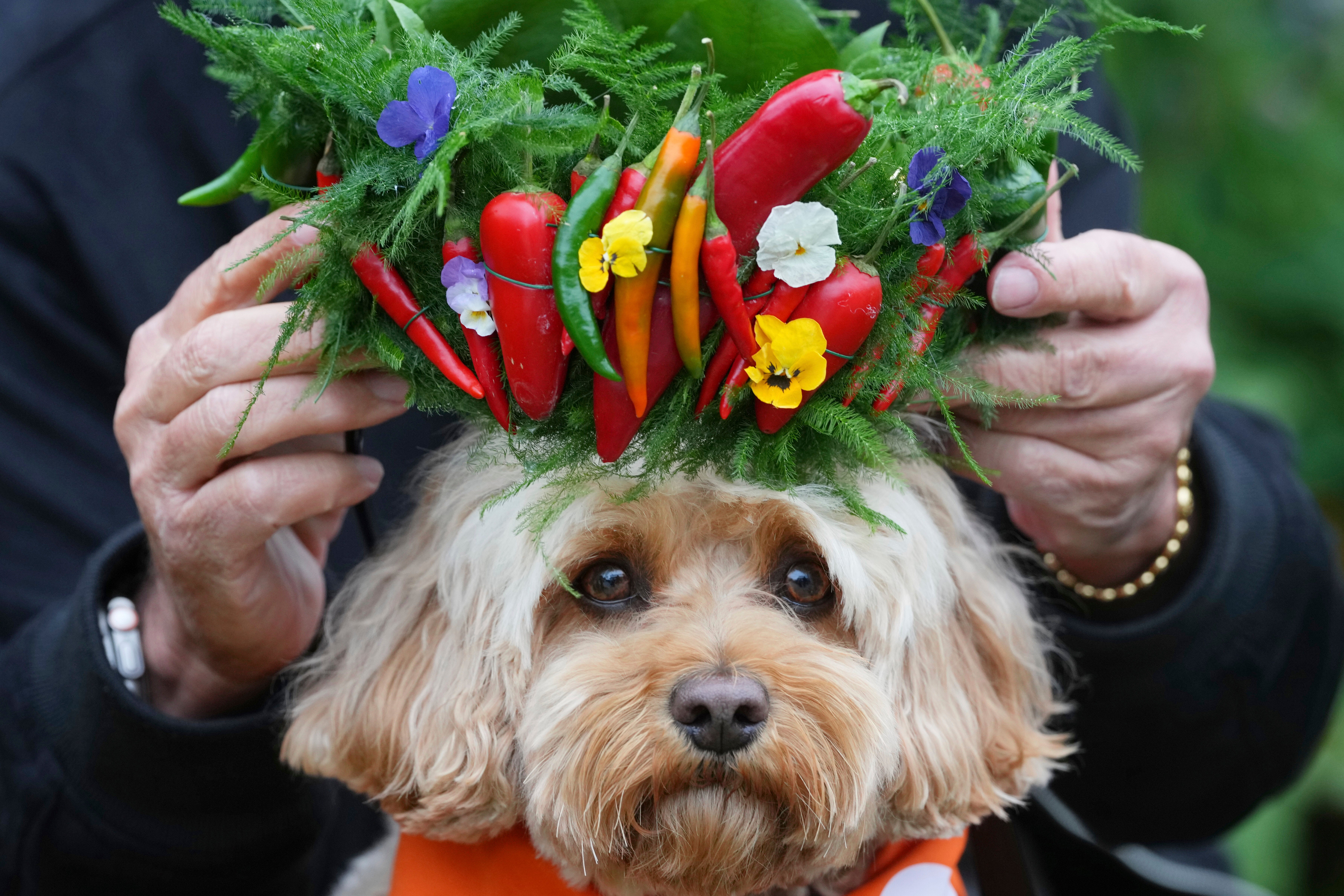 APTOPIX Britain Chelsea Flower Show