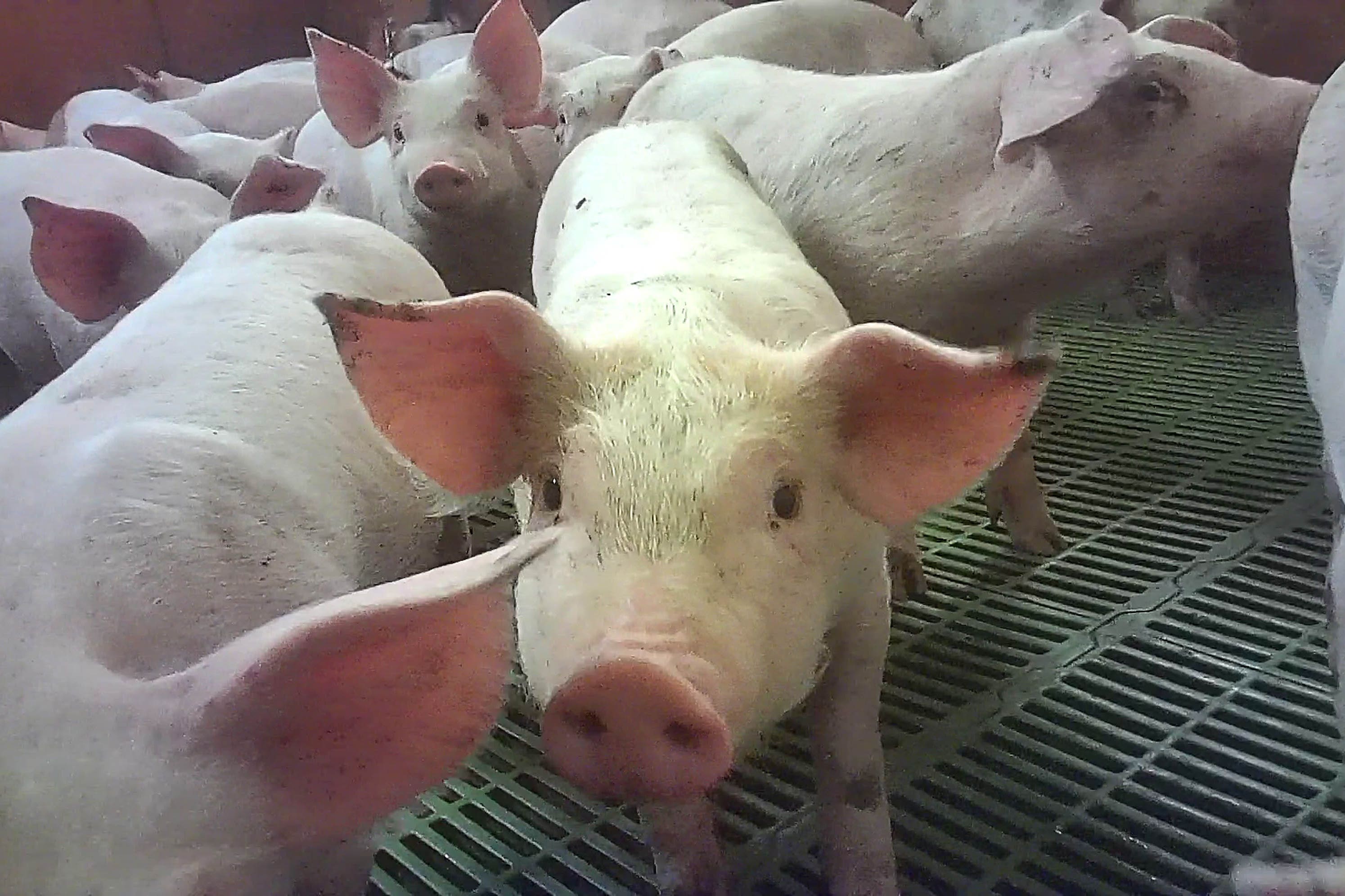 Pigs at British meat producer Cranswick’s Northmoor Farm (Animal Justice Porject/PA)