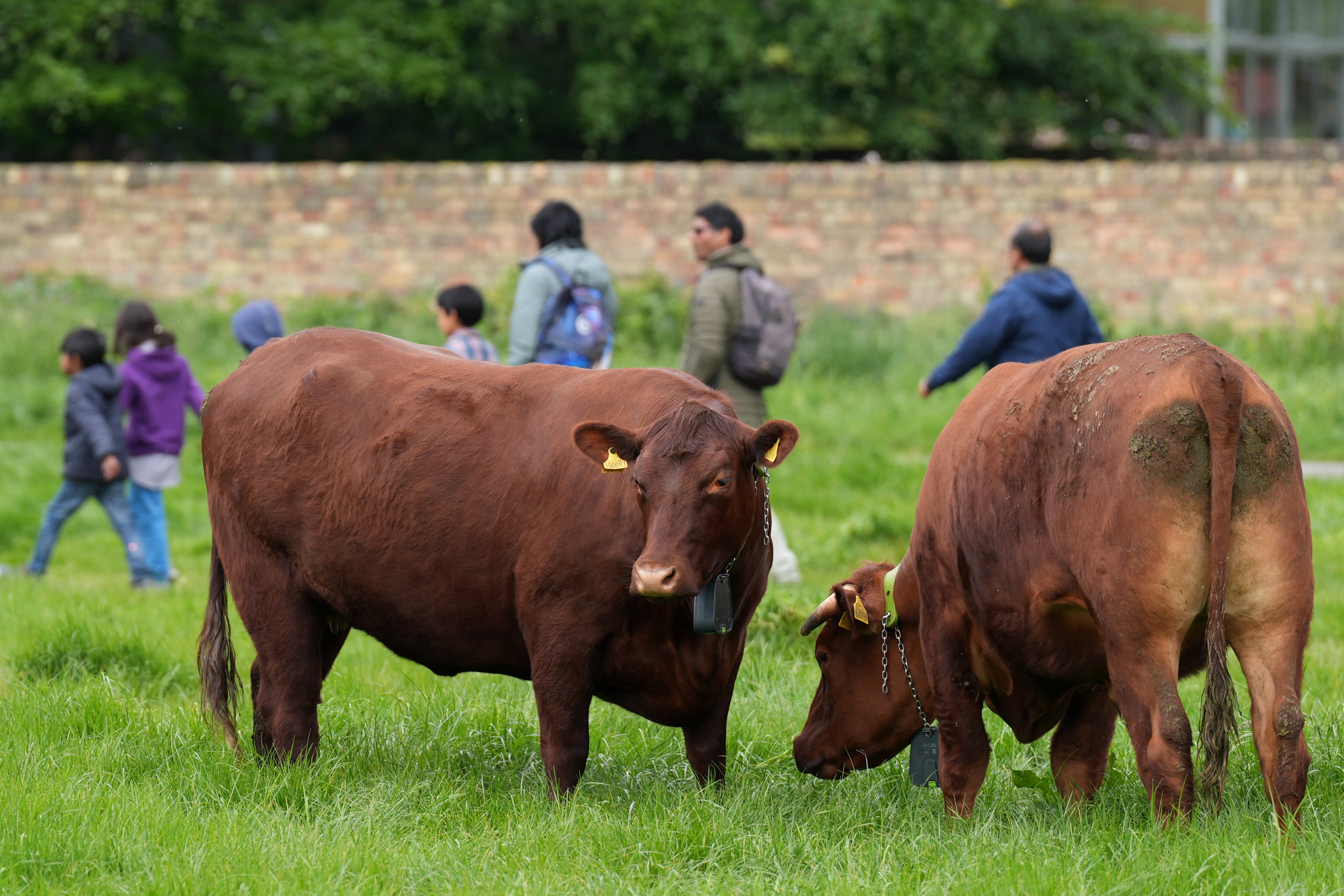 Cows that graze on commons in central Cambridge have been given special GPS collars which stop them from falling in the river by using virtual fence technology