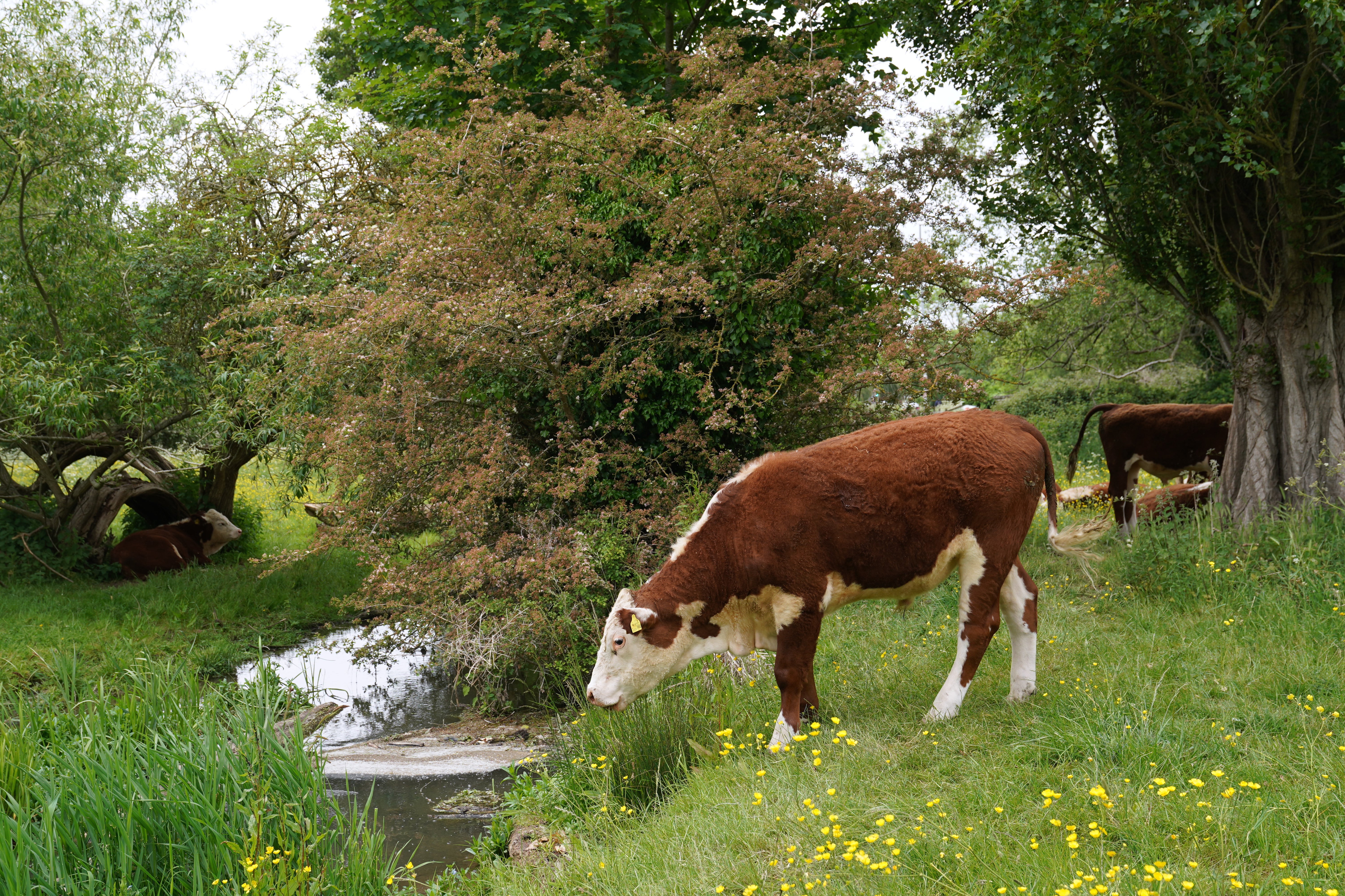 A cow near to the River Cam during grazing season in Cambridge