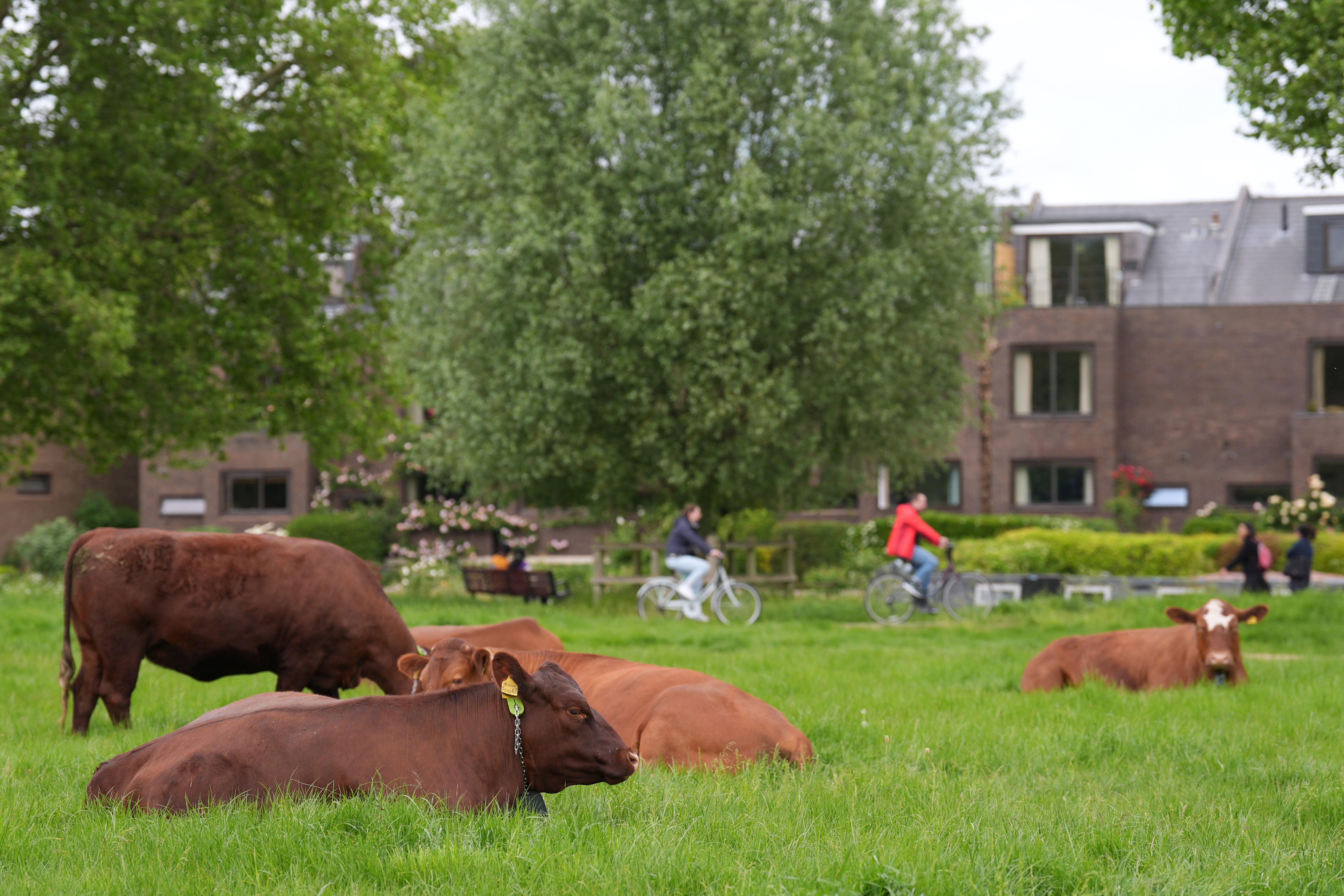 An average of two to four cows topple into the river every year, Cambridge authorities say