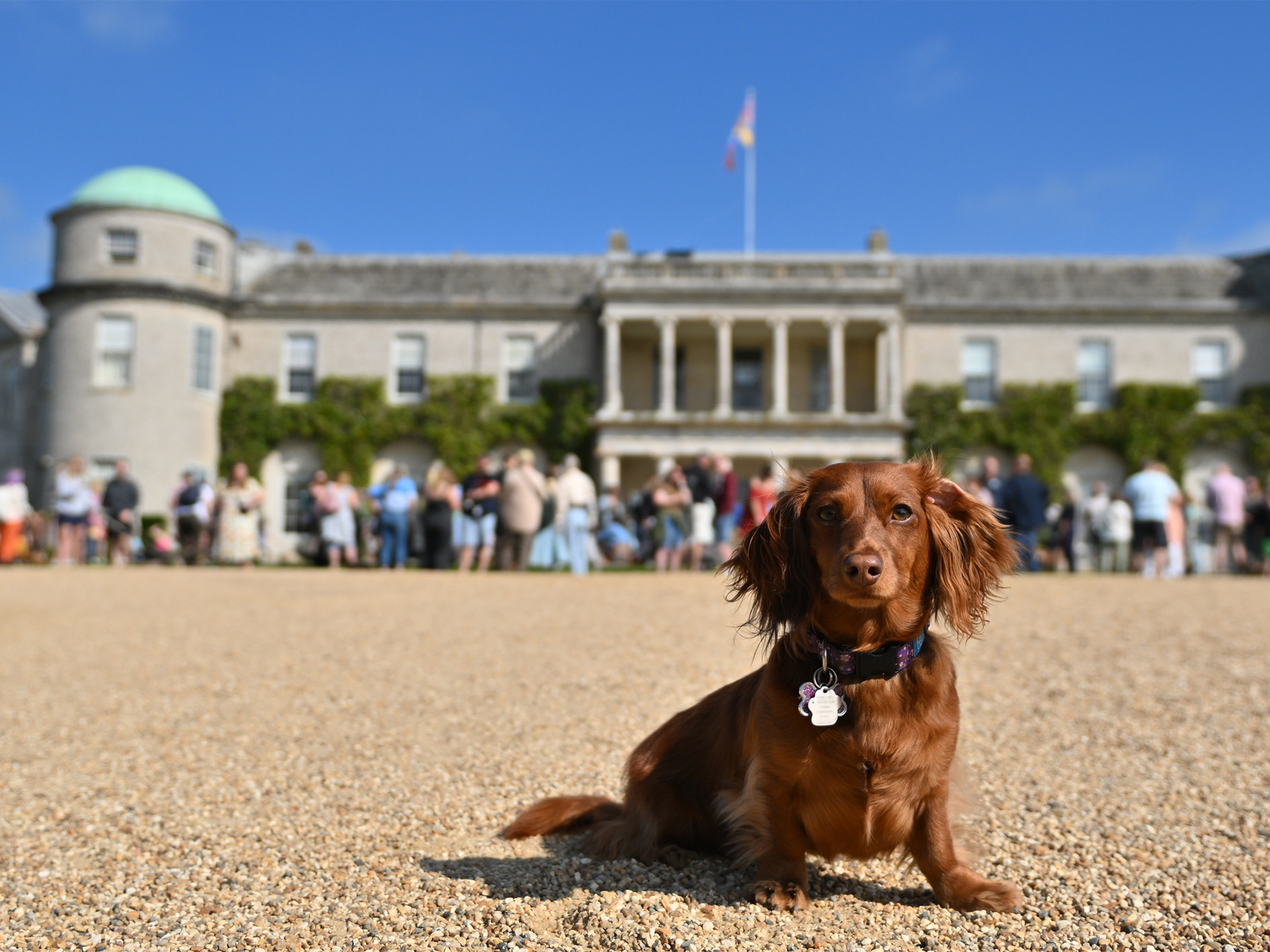 A dachshund leading the way at Goodwoof 2025