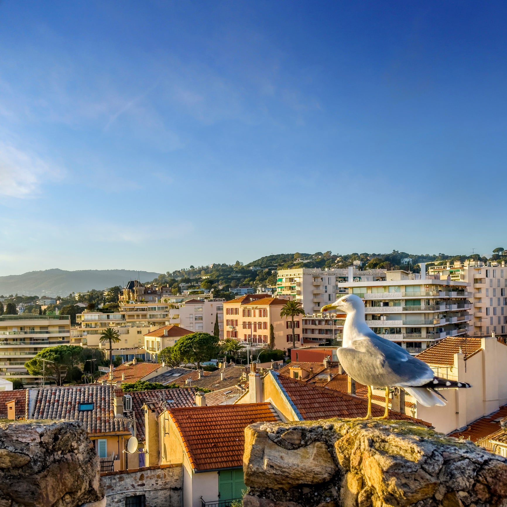 Seagulls are deterred from swooping when they see a natural predator
