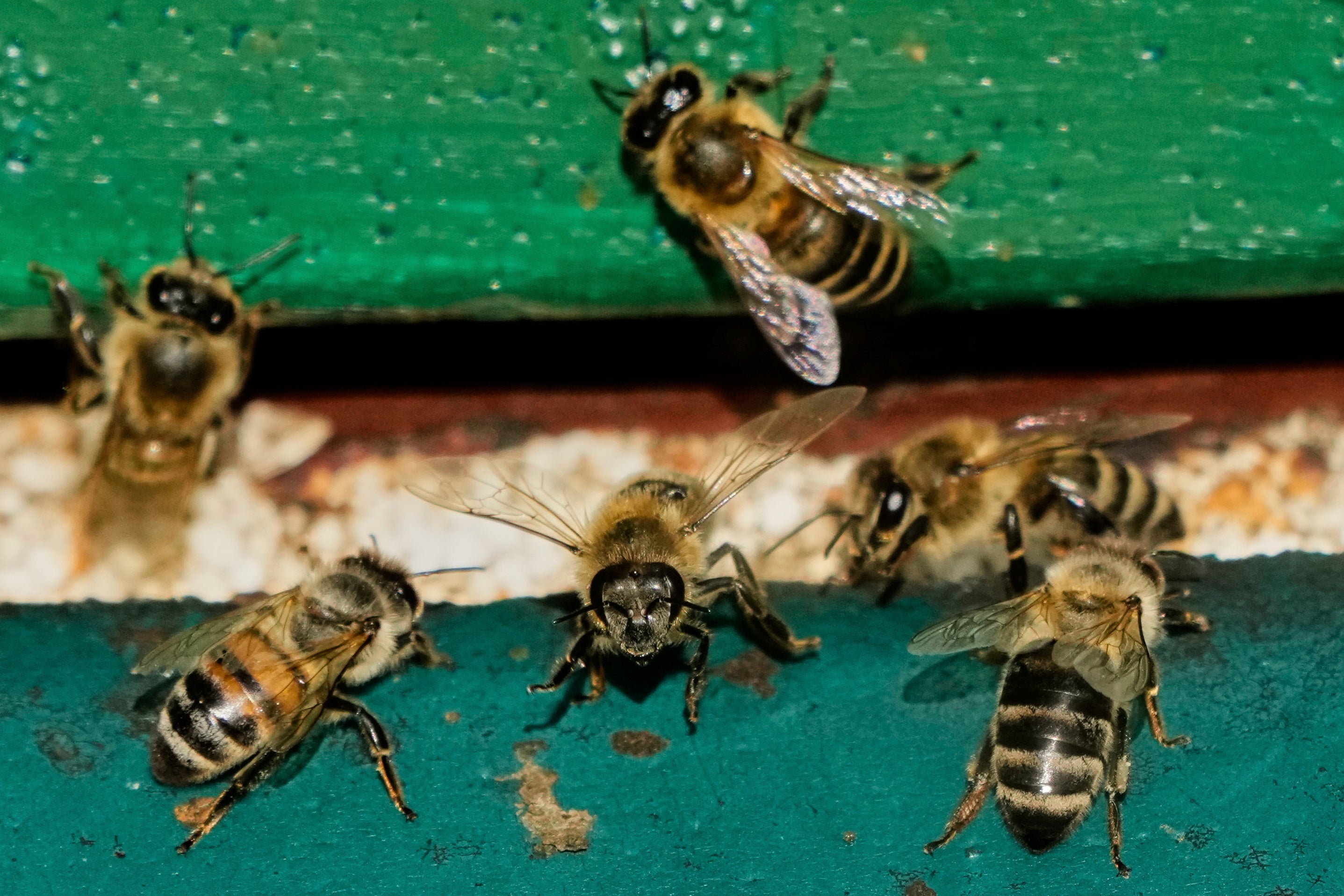Germany World Bee Day
