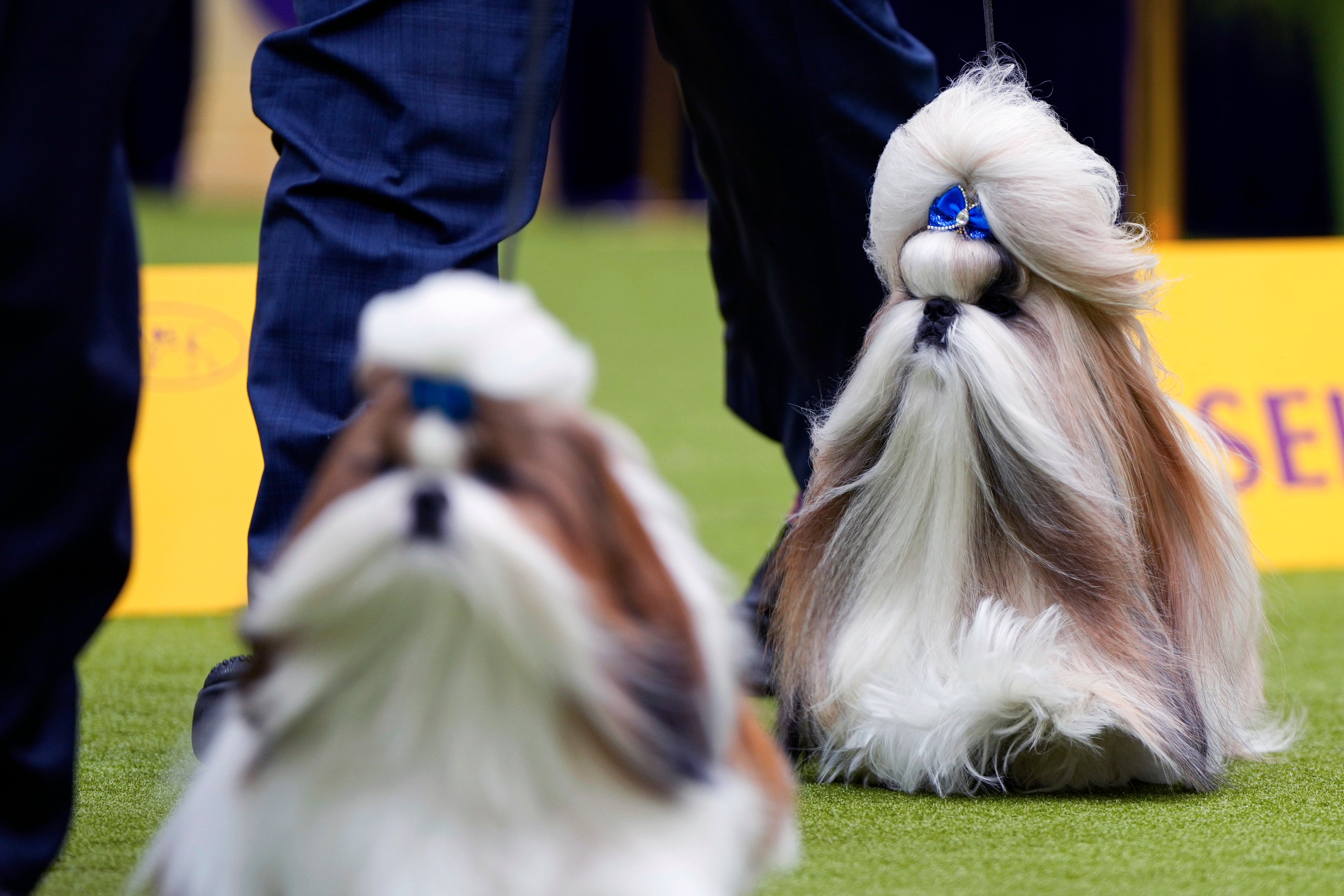 Westminster Dog Show