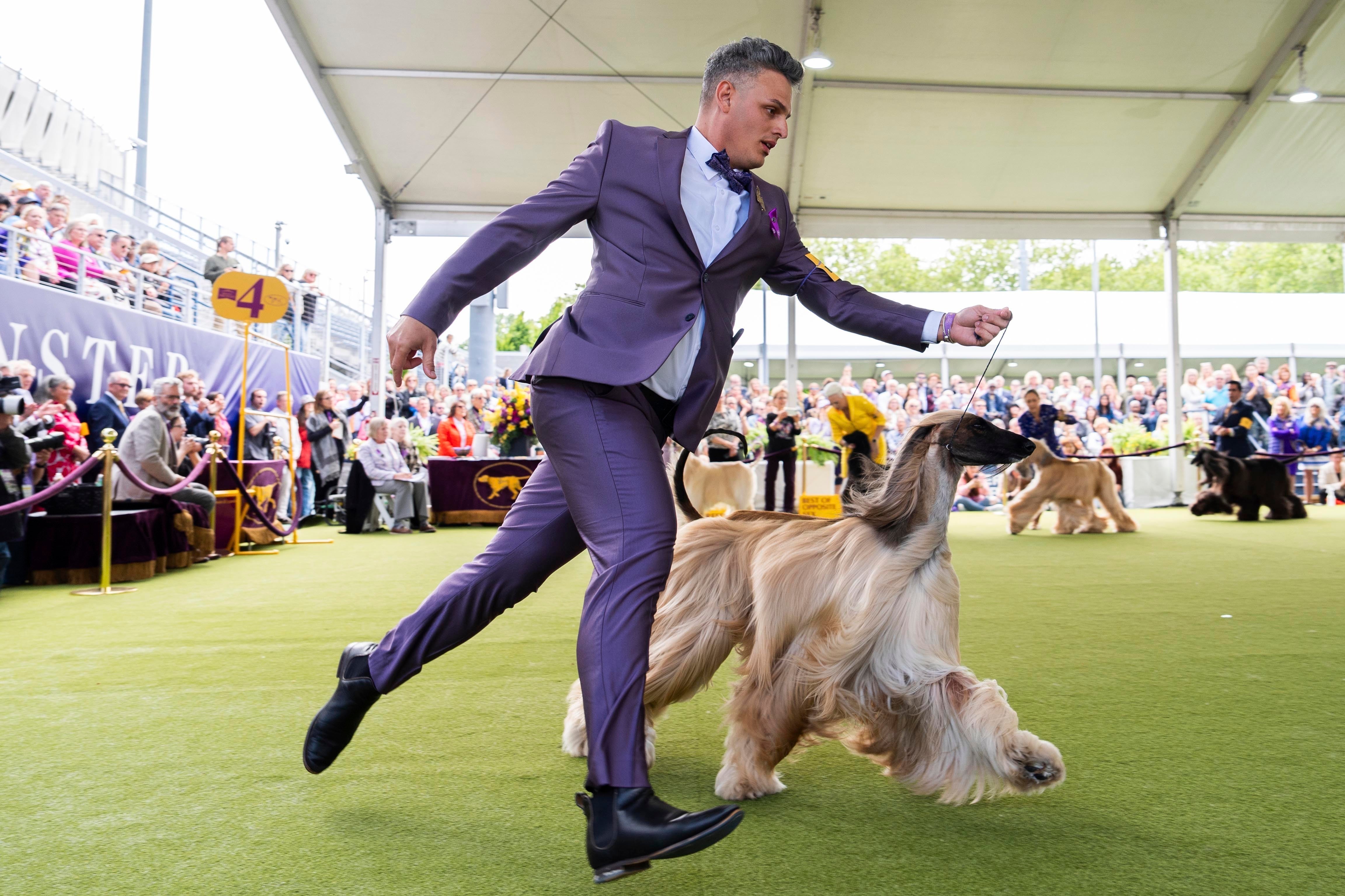 Westminster Dog Show