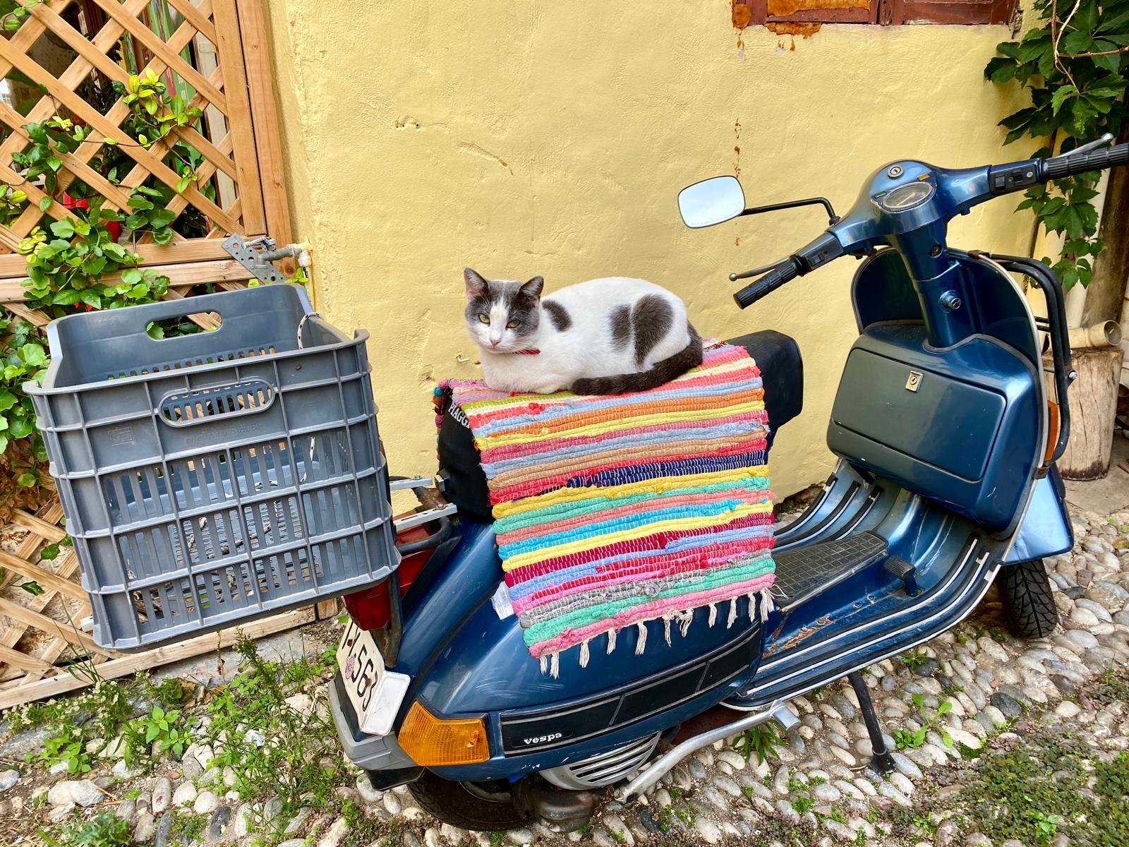 On the road: A British cat in Crete