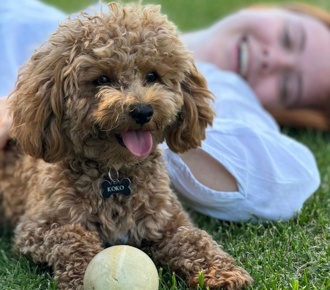 Joybringer: Koko on her holidays