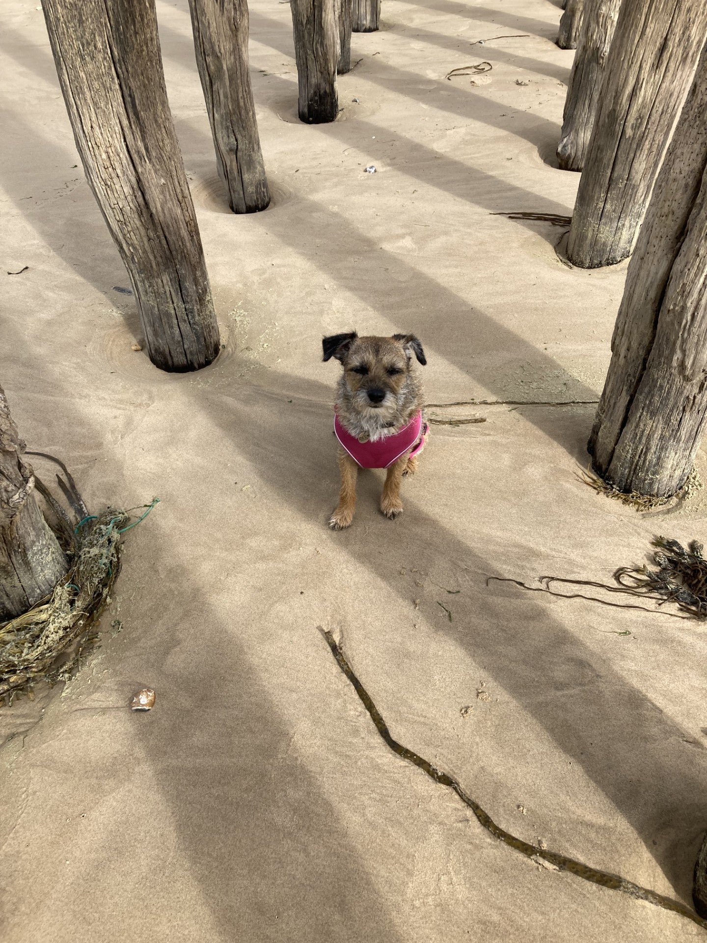 Sandy shore: Dusty on the coast of northern France